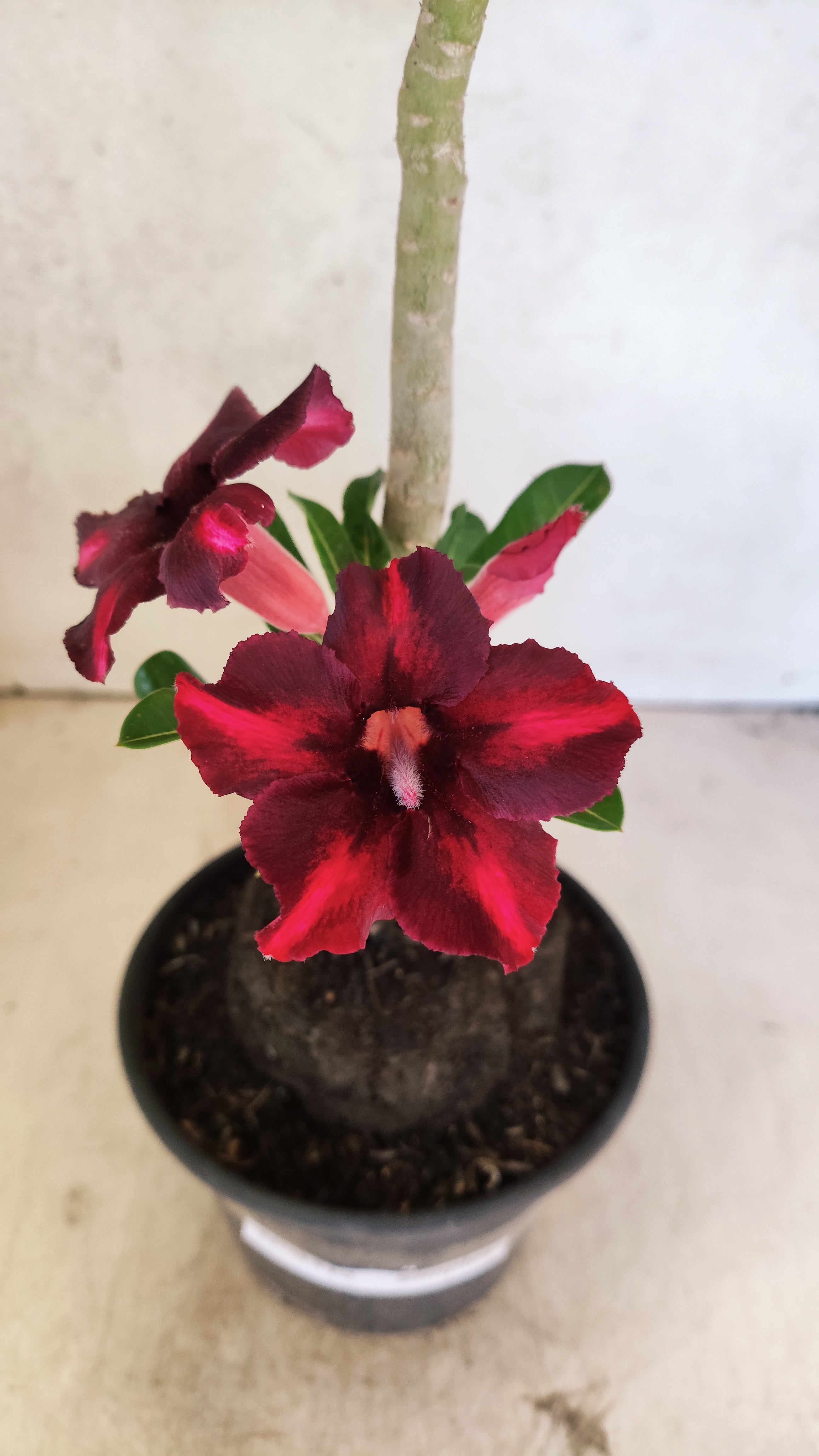 Planta Simples 3512 – 35cm – 03 anos