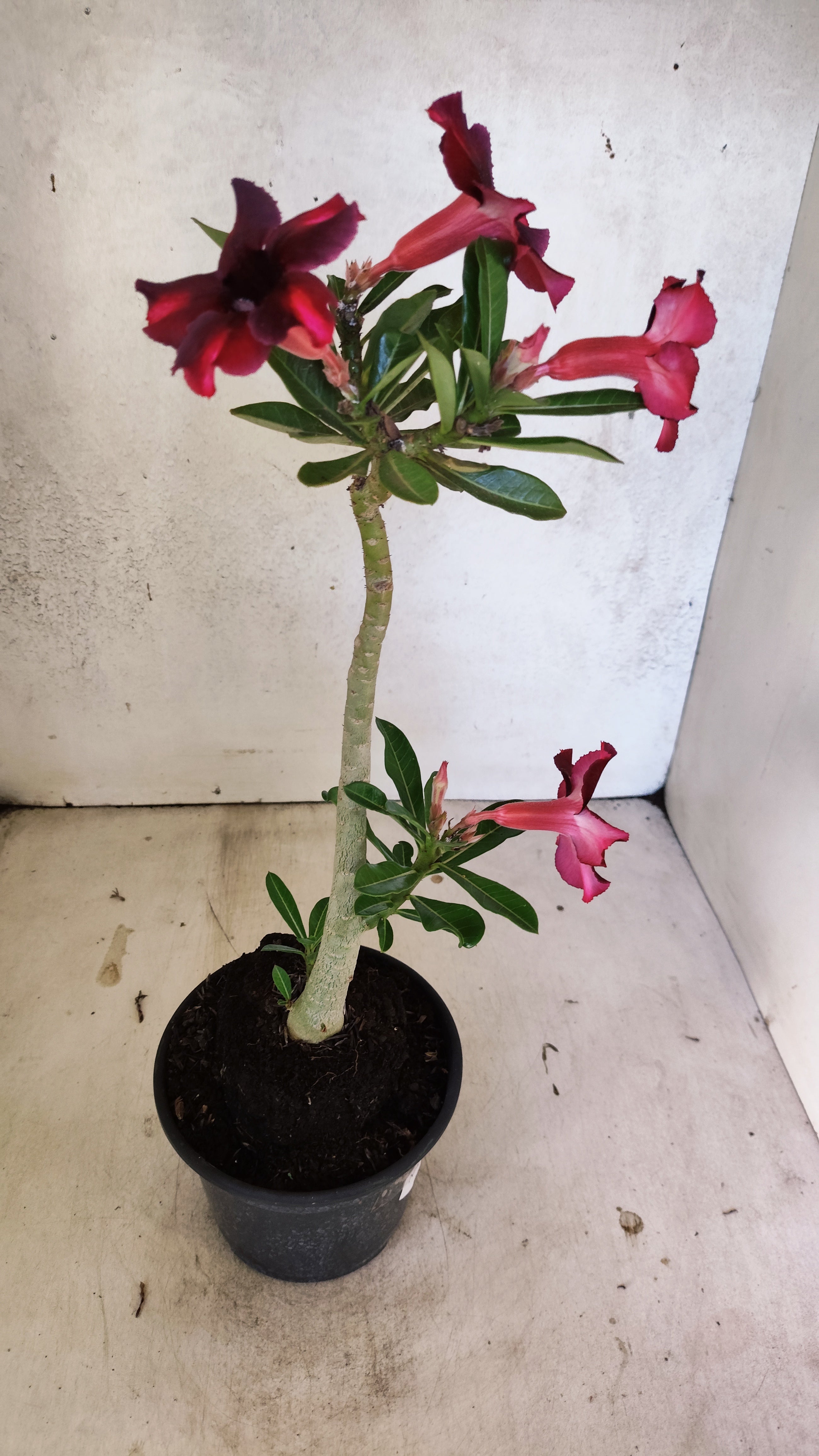 Planta Simples 3512 – 35cm – 03 anos