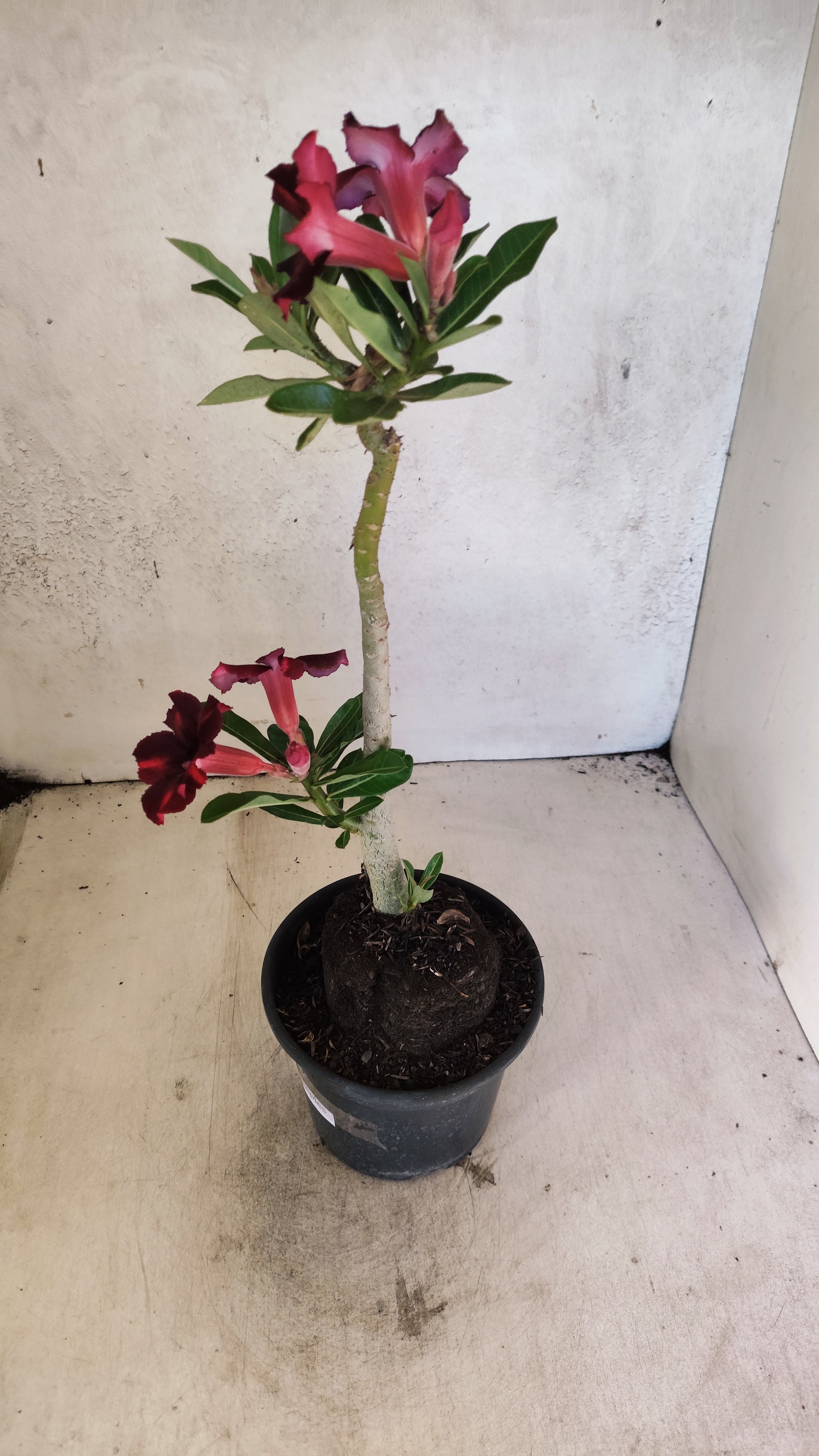 Planta Simples 3512 – 35cm – 03 anos