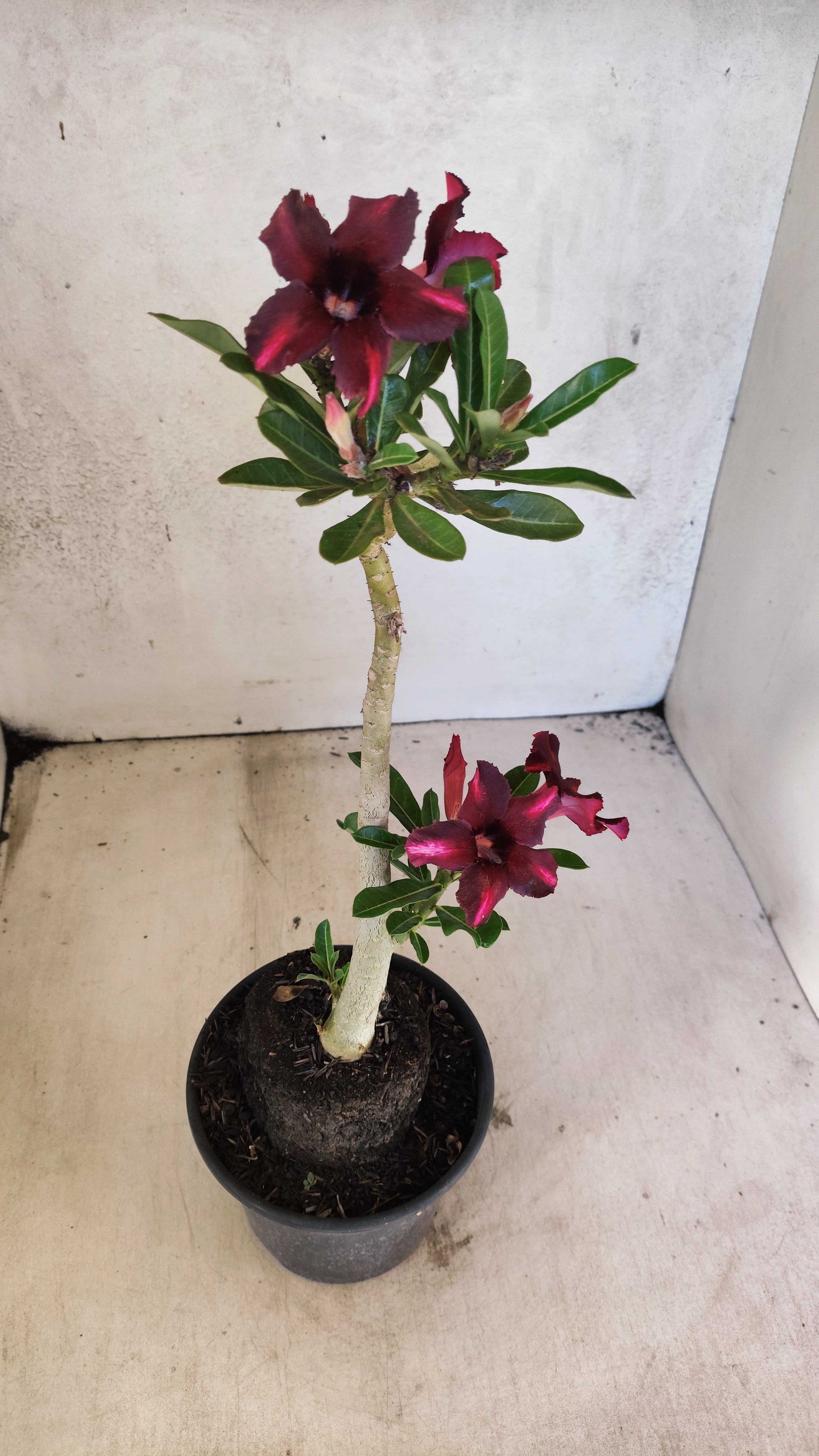 Planta Simples 3512 – 35cm – 03 anos