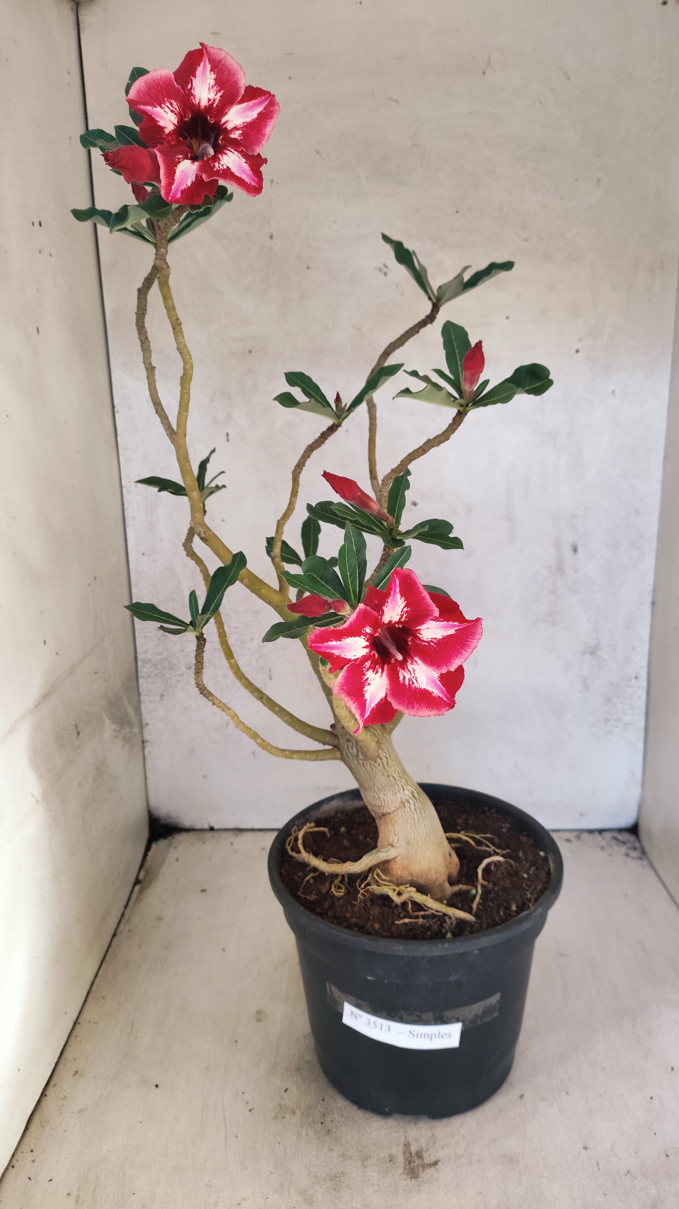 Planta Simples 3513 – 45cm – 03 anos