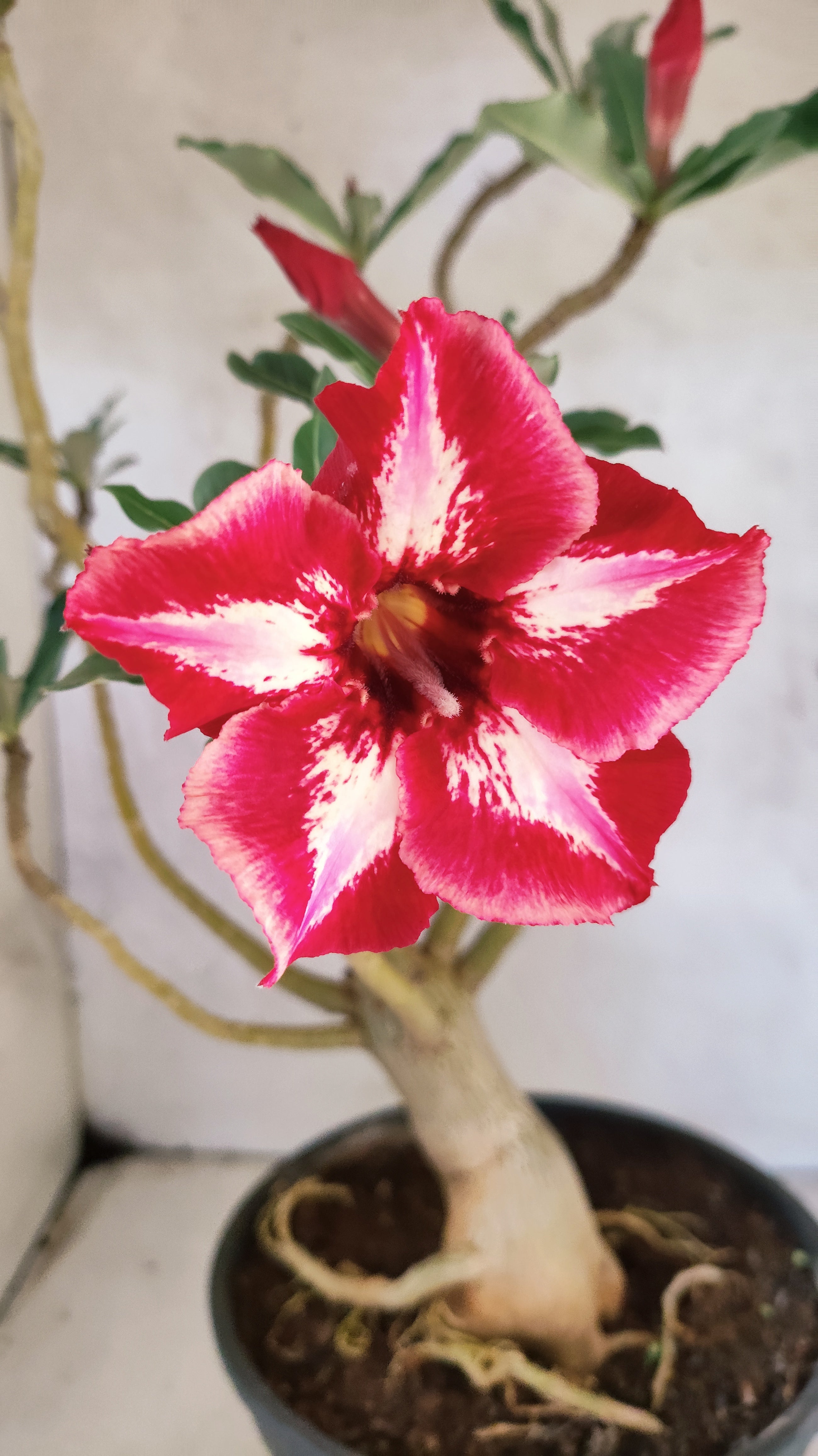Planta Simples 3513 – 45cm – 03 anos