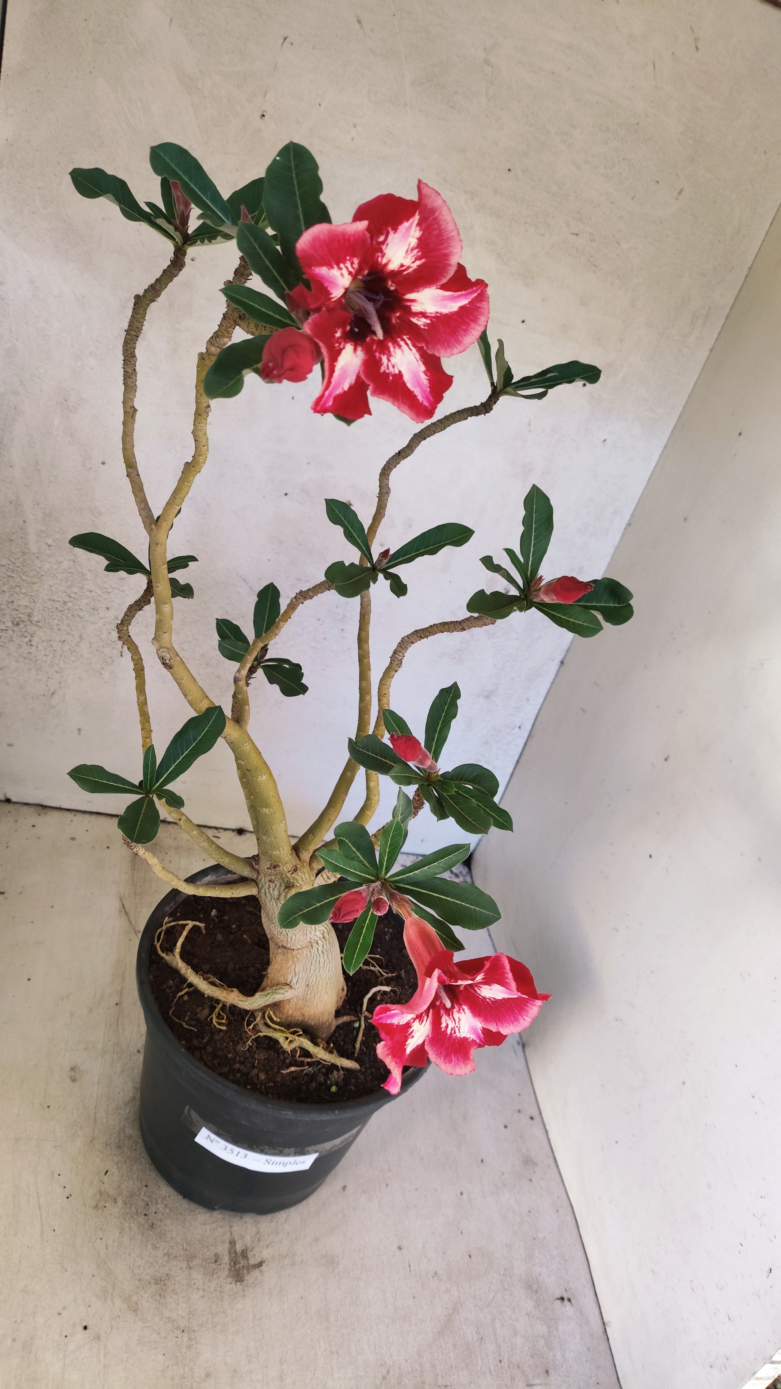 Planta Simples 3513 – 45cm – 03 anos