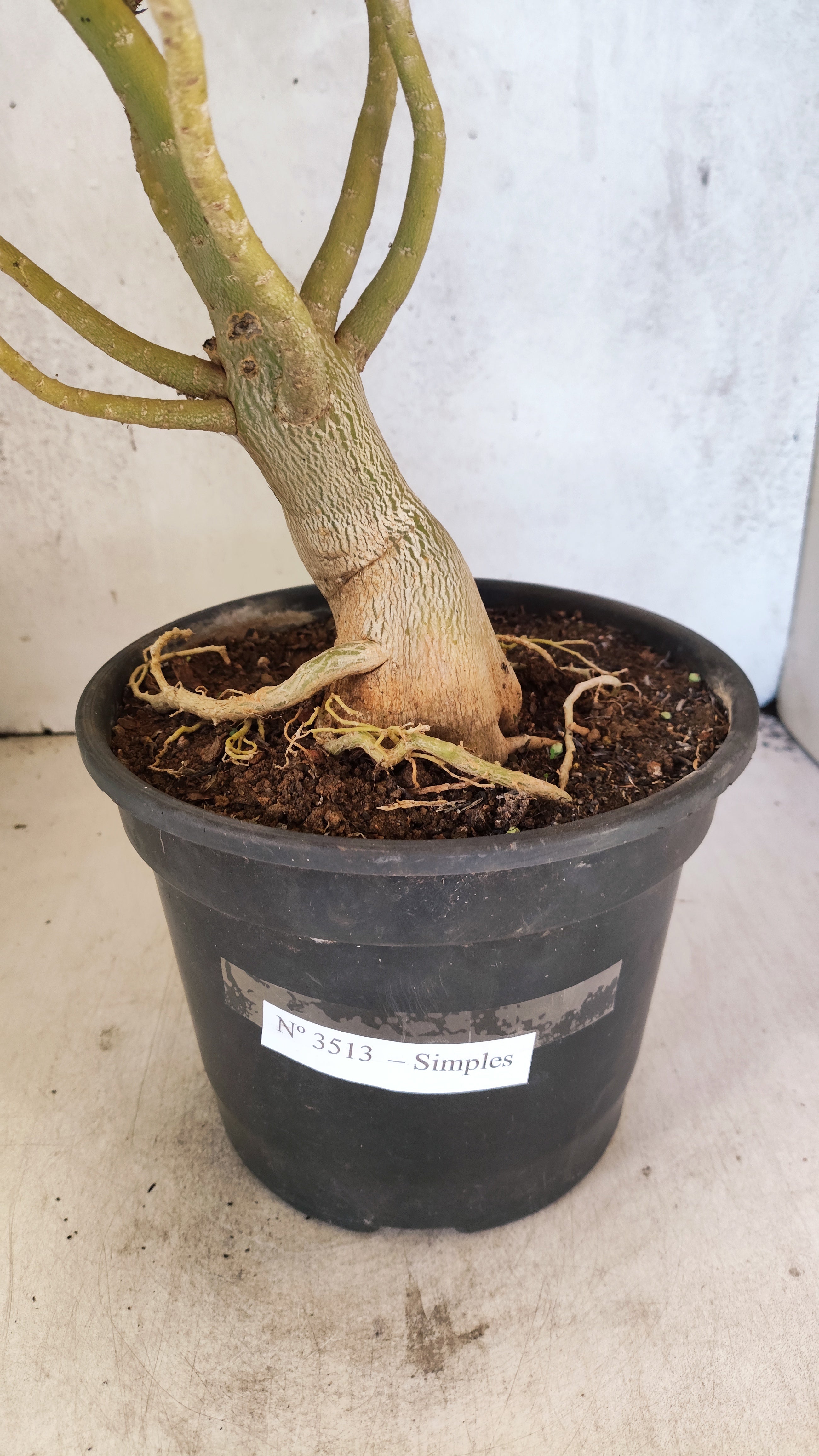 Planta Simples 3513 – 45cm – 03 anos