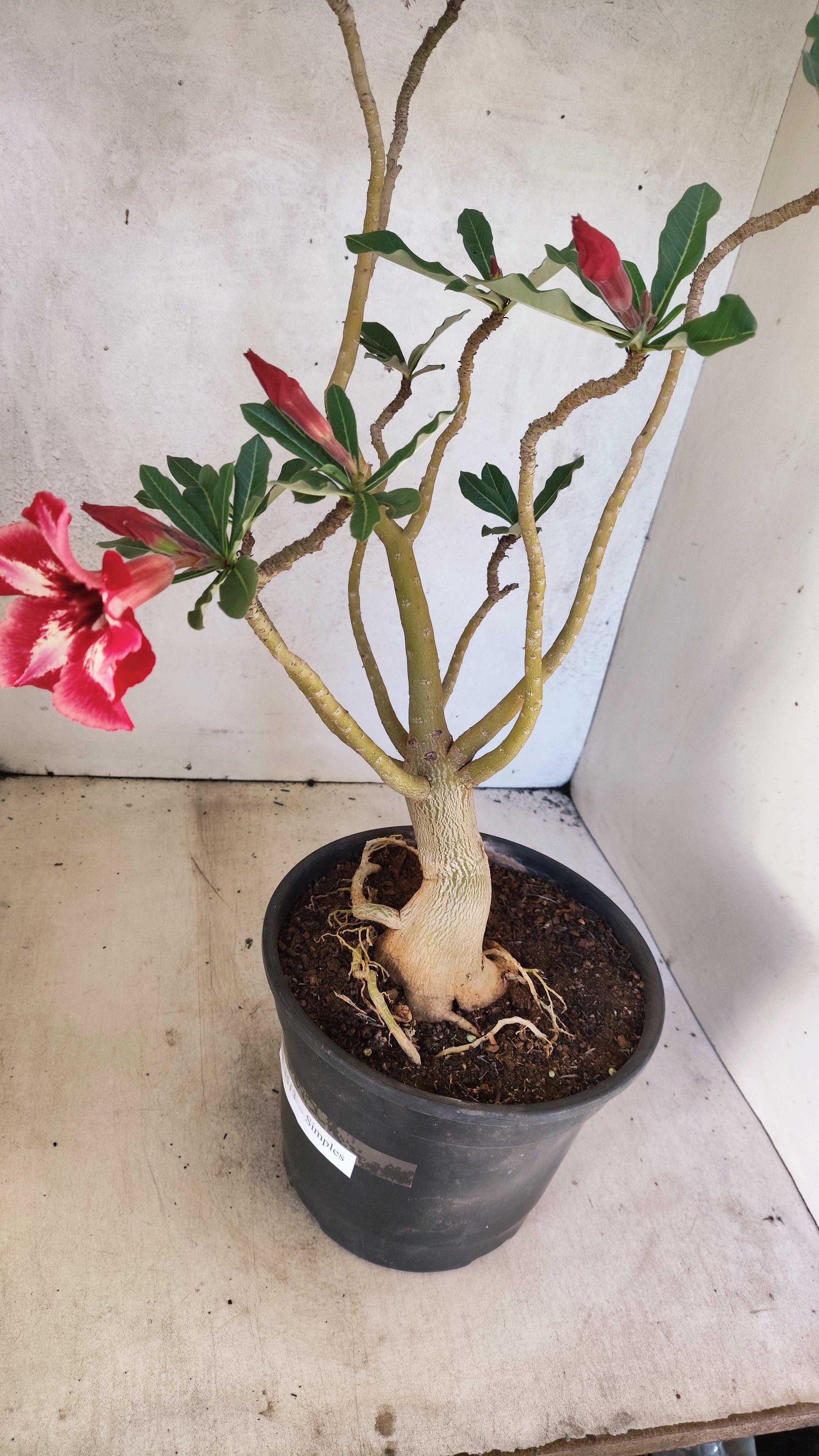 Planta Simples 3513 – 45cm – 03 anos