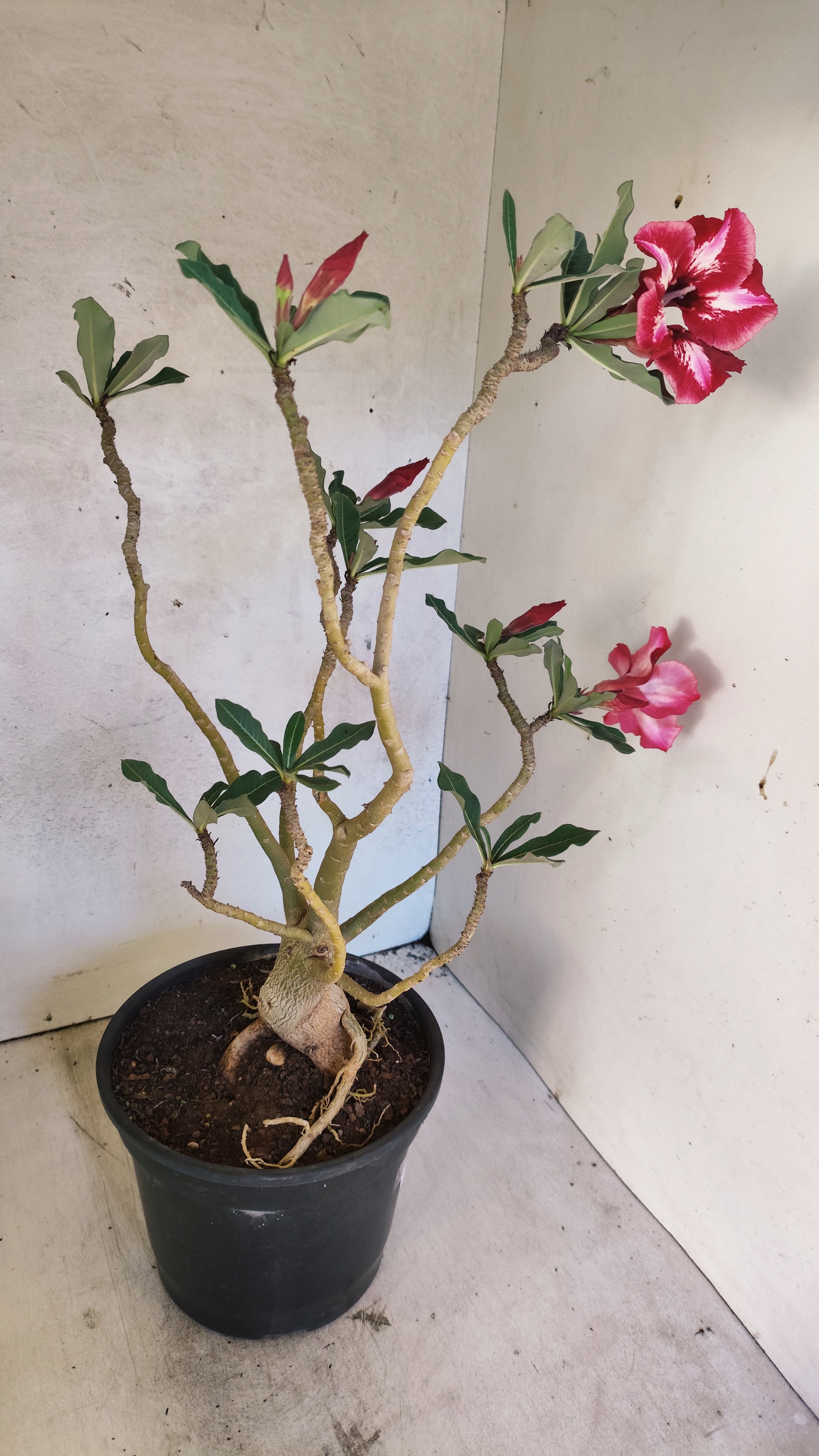 Planta Simples 3513 – 45cm – 03 anos