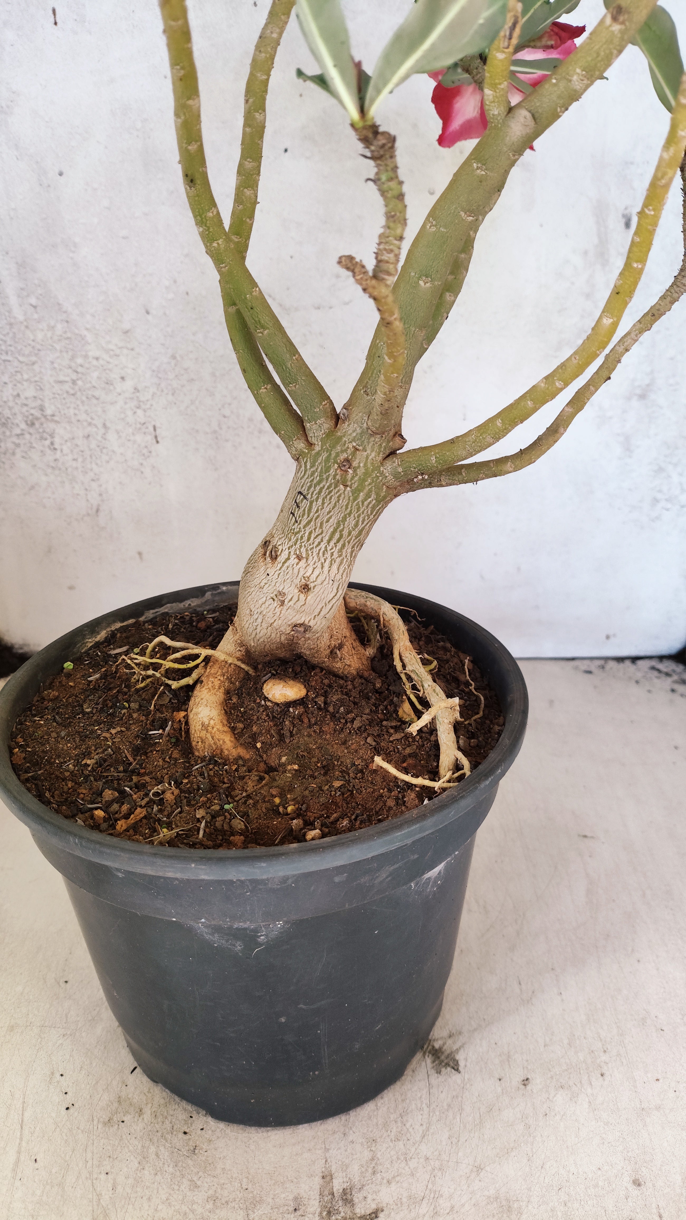 Planta Simples 3513 – 45cm – 03 anos