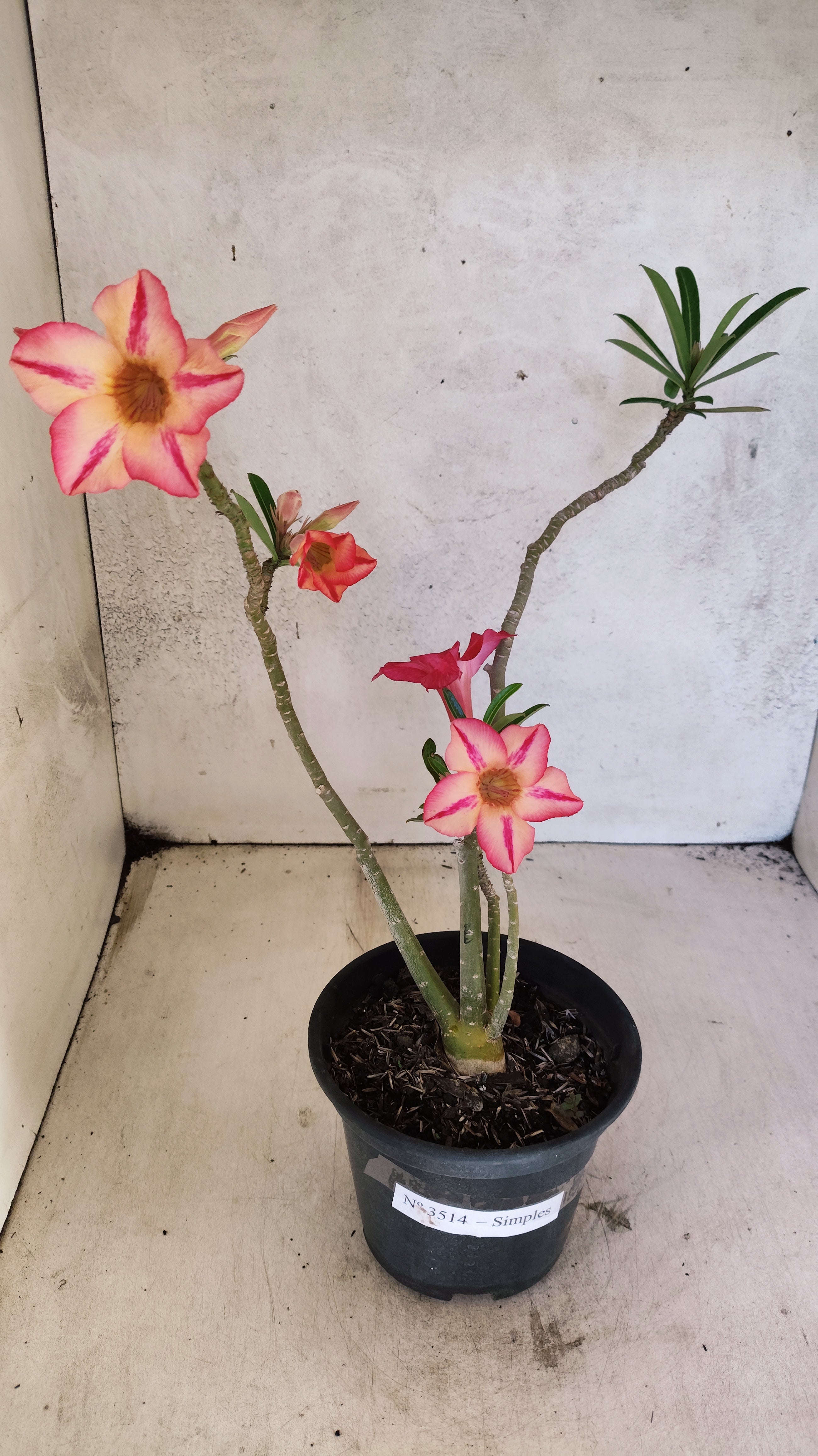 Planta Simples 3514 – 35cm – 03 anos