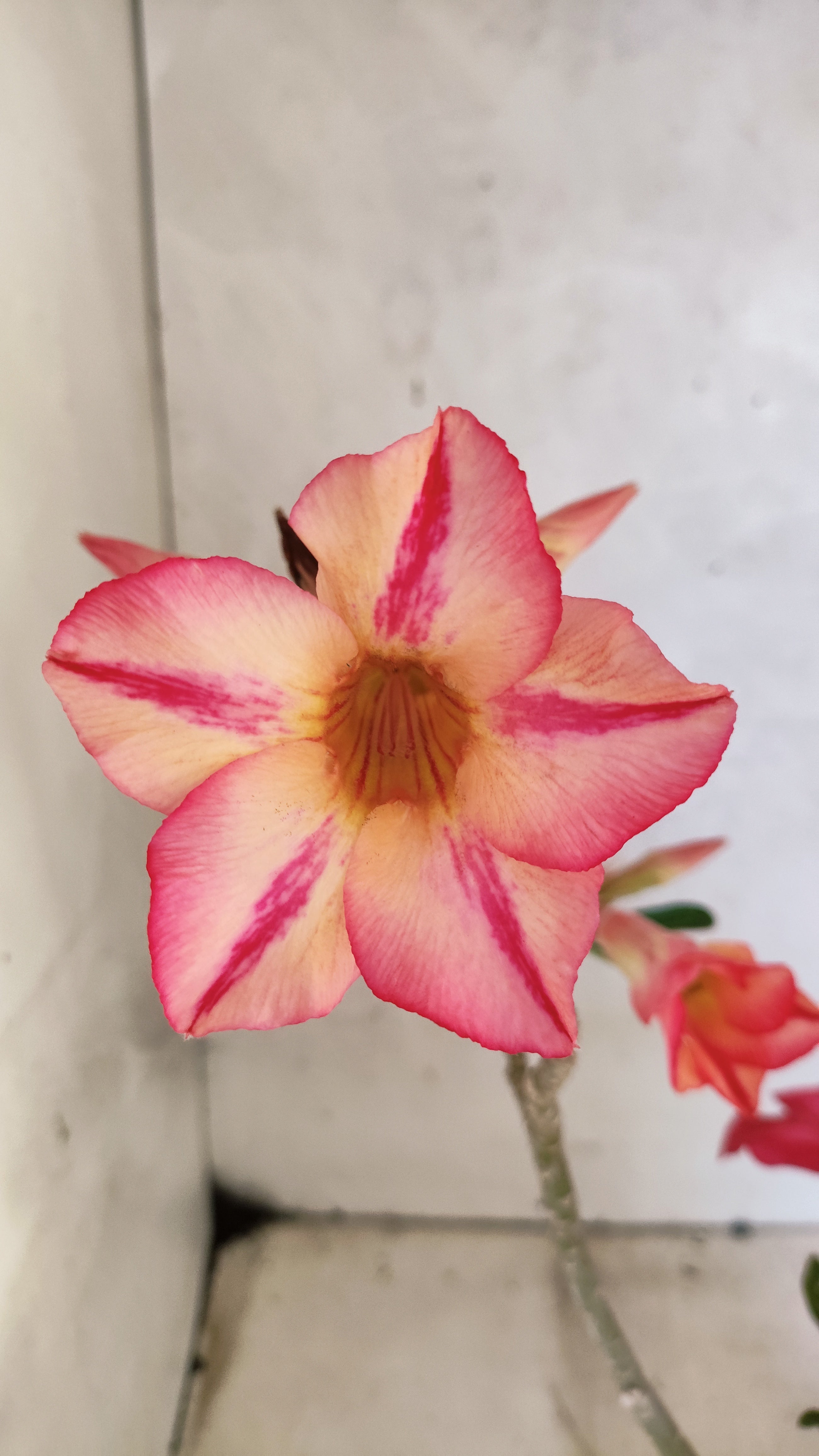 Planta Simples 3514 – 35cm – 03 anos