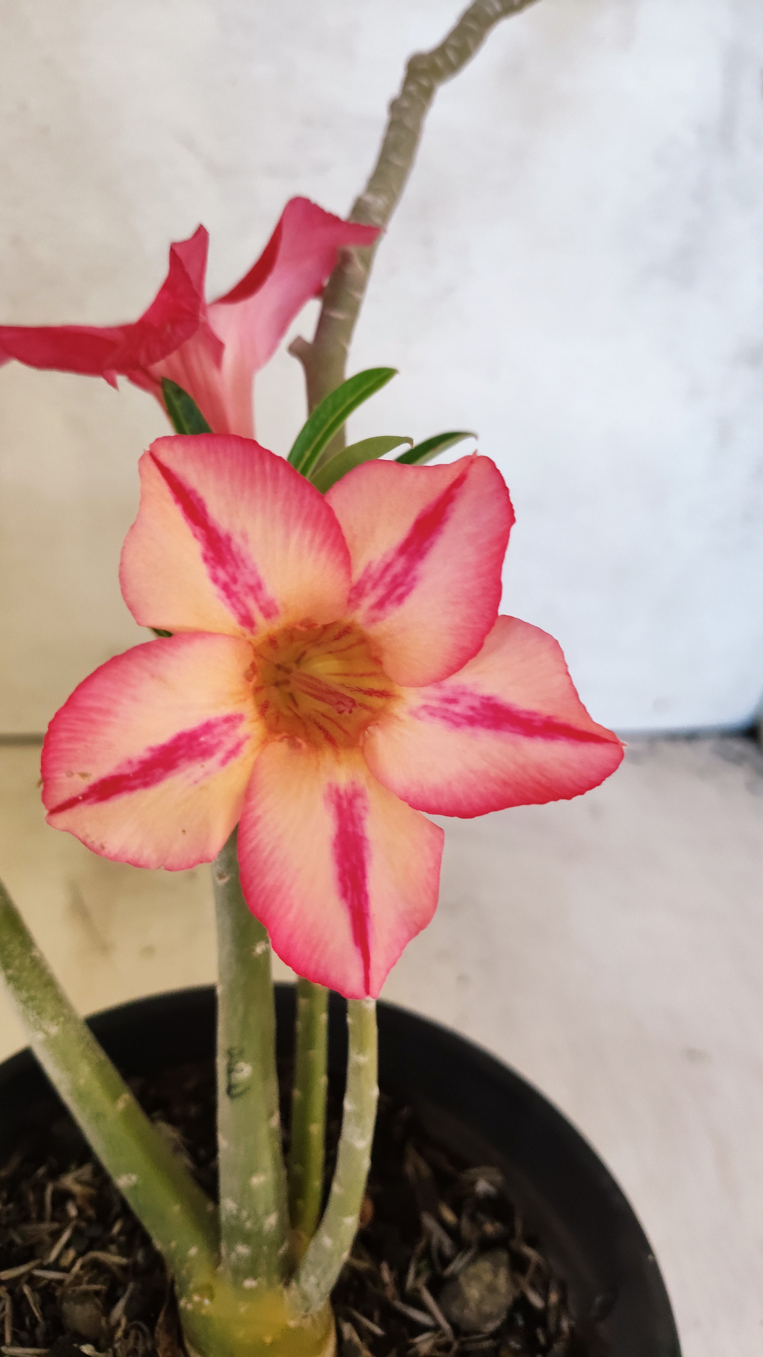 Planta Simples 3514 – 35cm – 03 anos