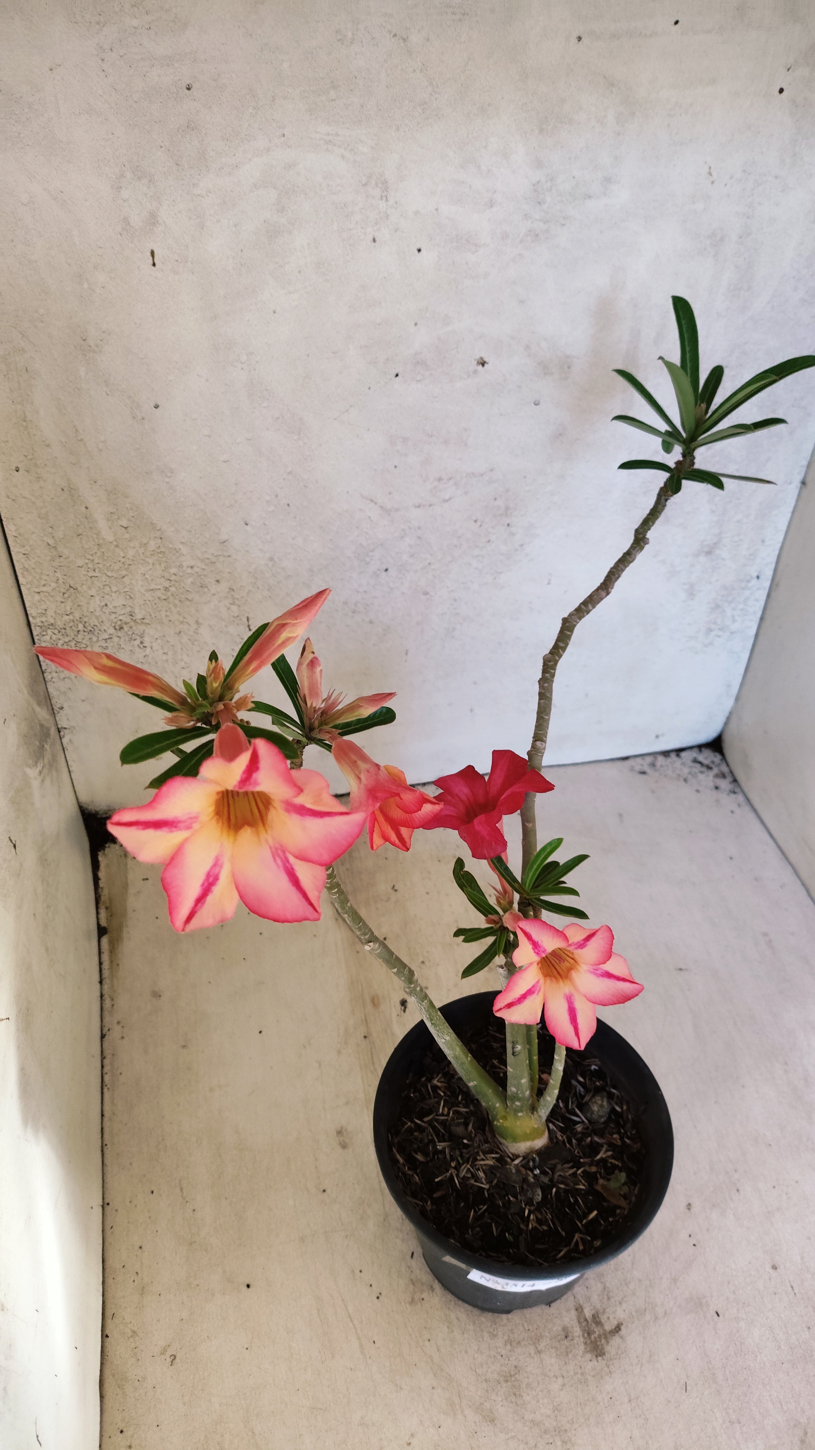 Planta Simples 3514 – 35cm – 03 anos