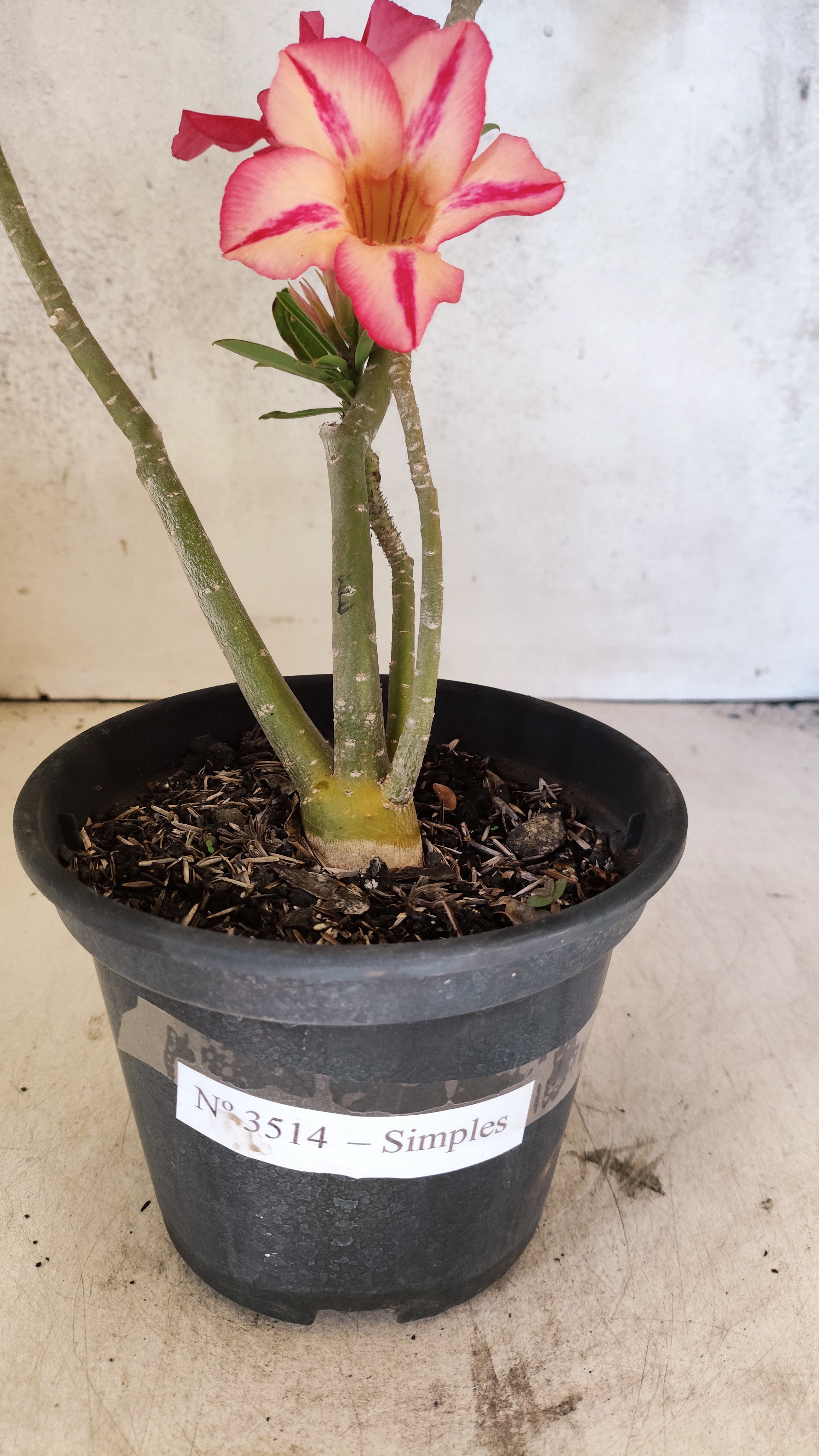 Planta Simples 3514 – 35cm – 03 anos
