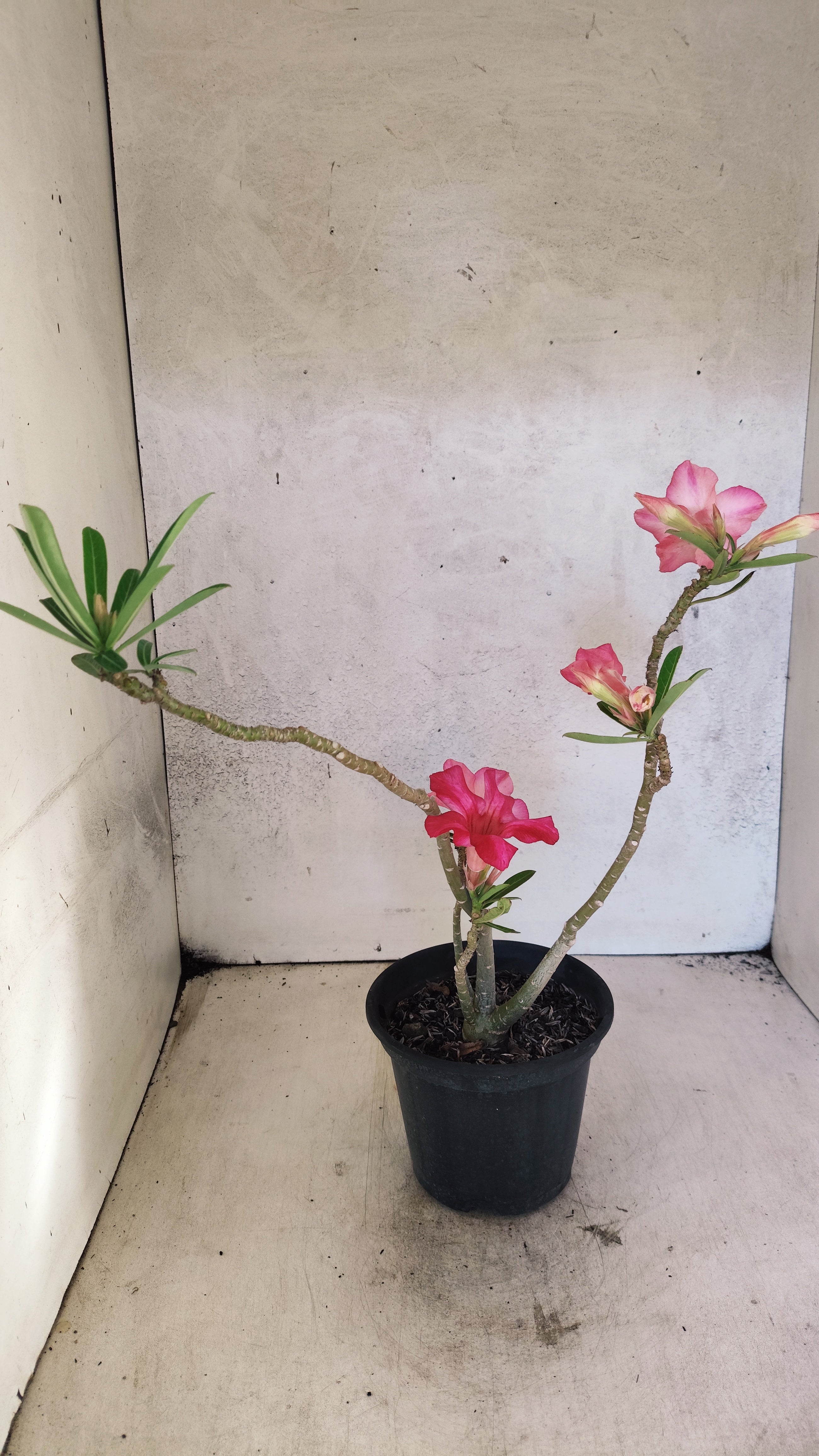 Planta Simples 3514 – 35cm – 03 anos