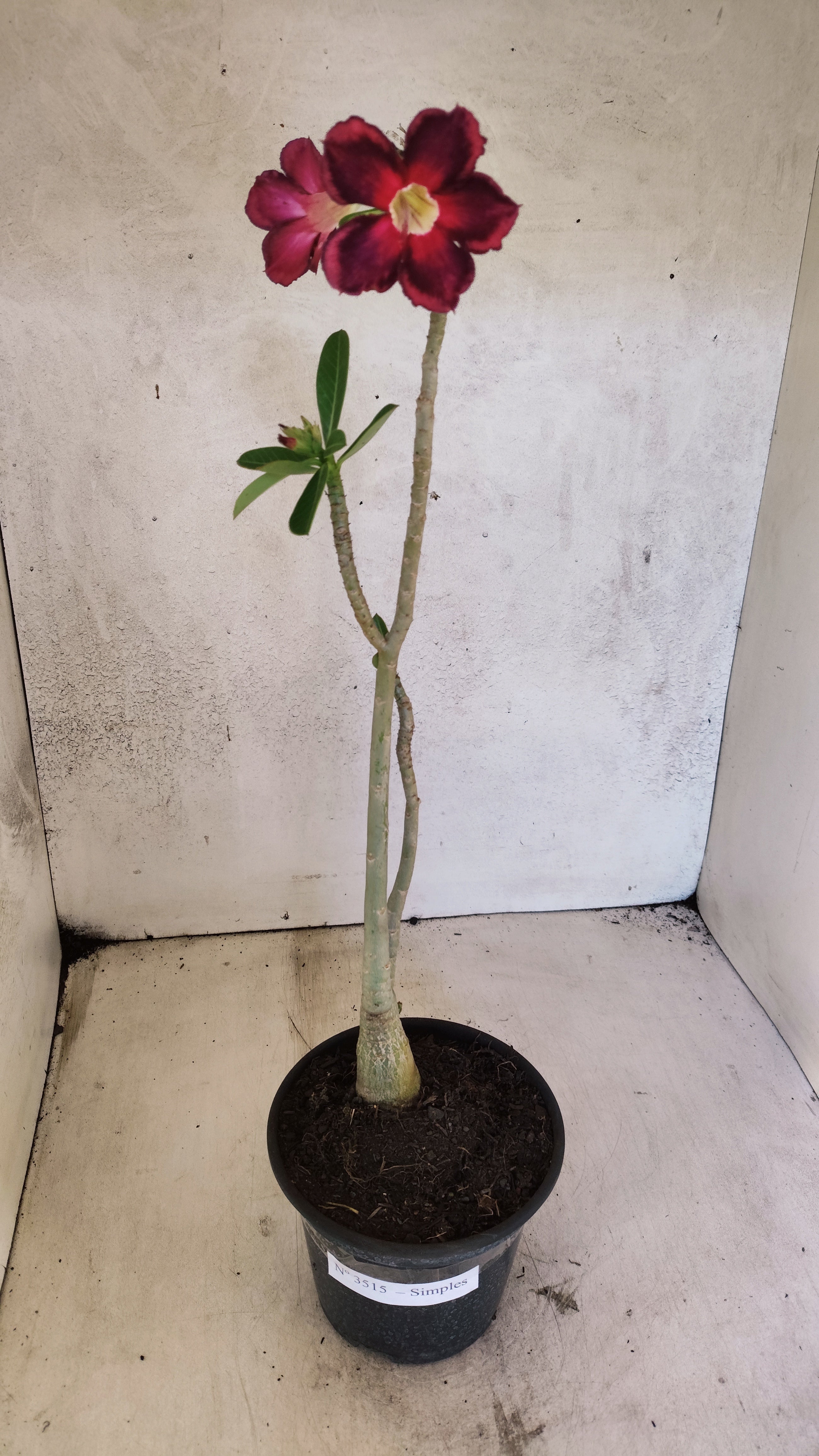 Planta Simples 3515 – 30cm – 02 anos