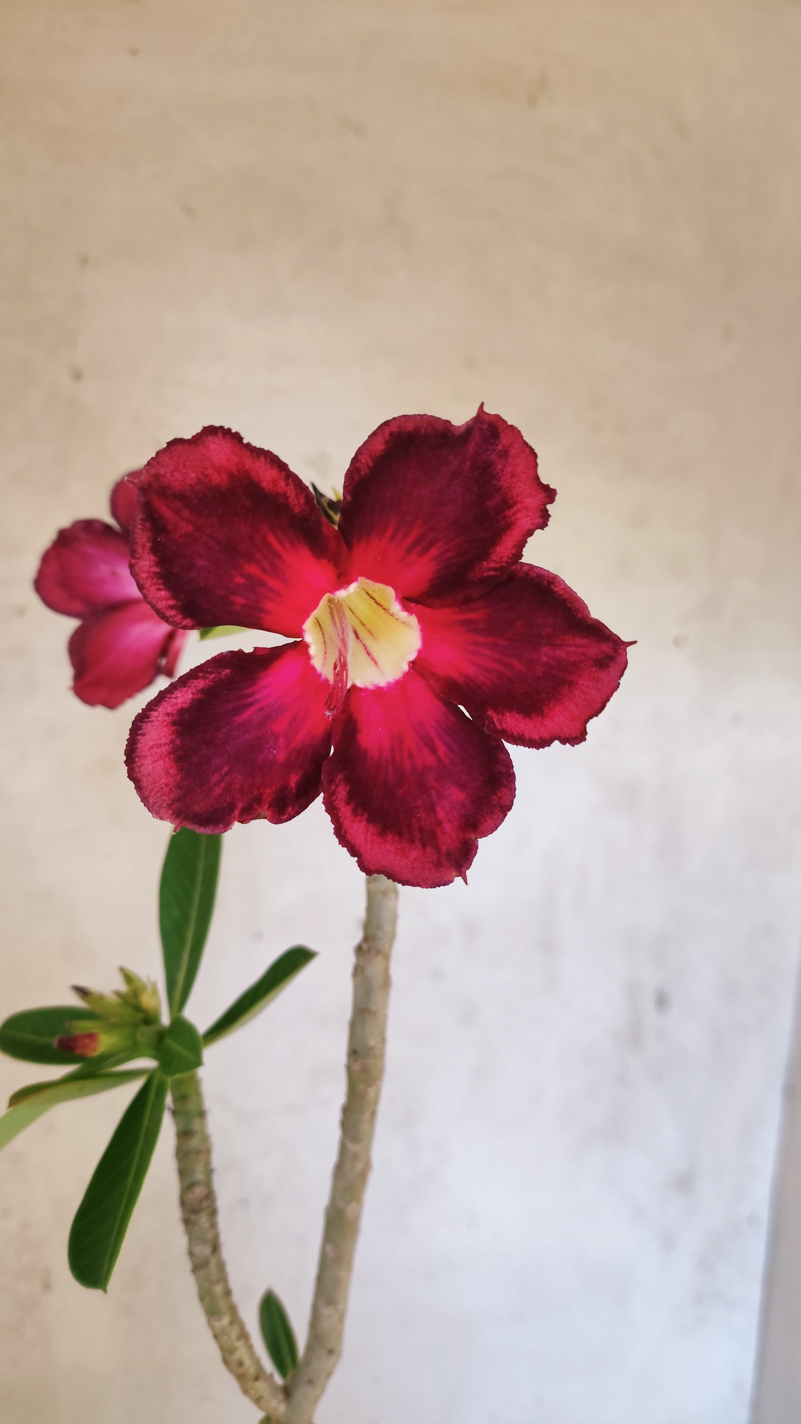 Planta Simples 3515 – 30cm – 02 anos