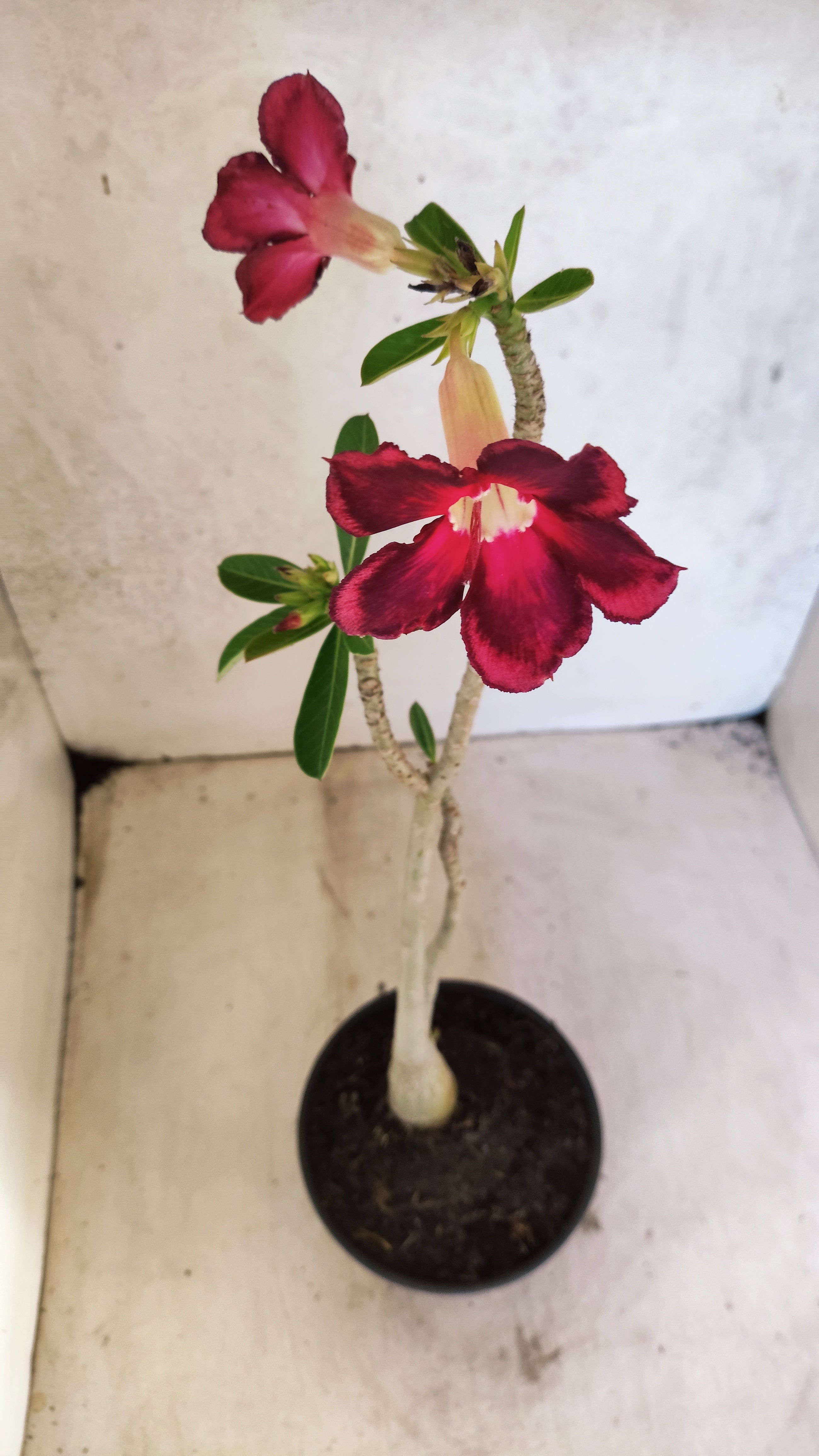 Planta Simples 3515 – 30cm – 02 anos