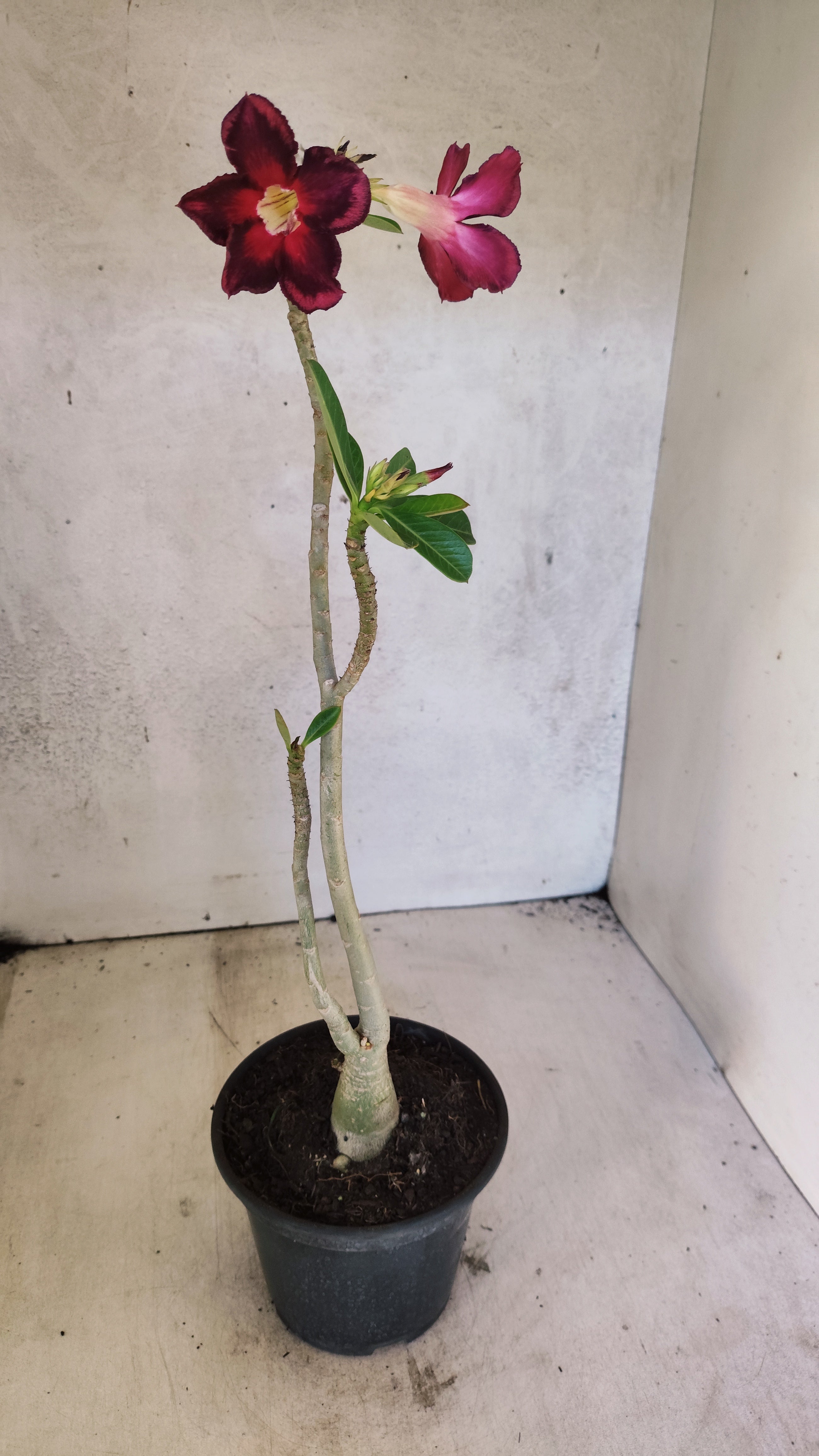 Planta Simples 3515 – 30cm – 02 anos