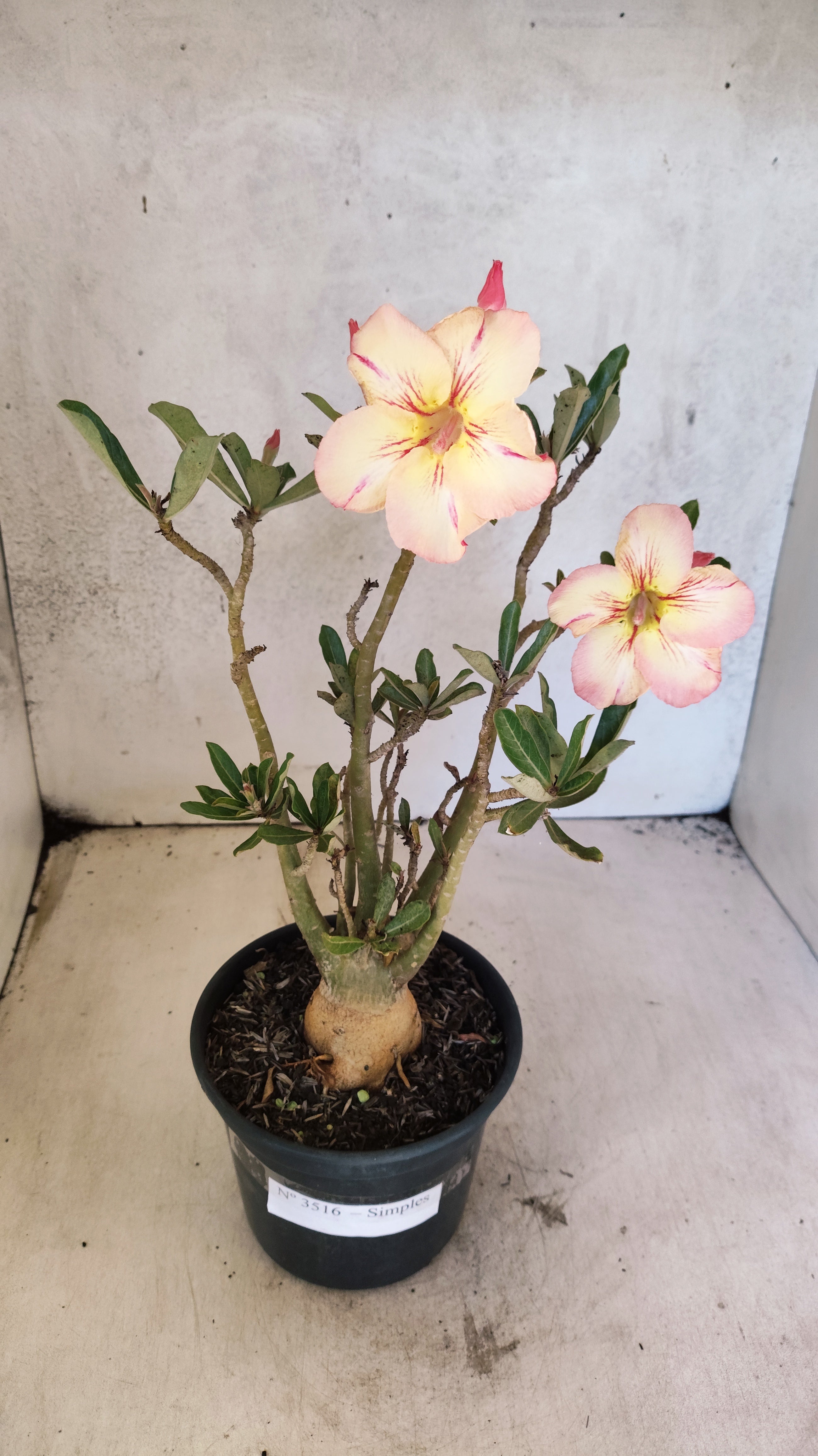 Planta Simples 3516 – 35cm – 03 anos