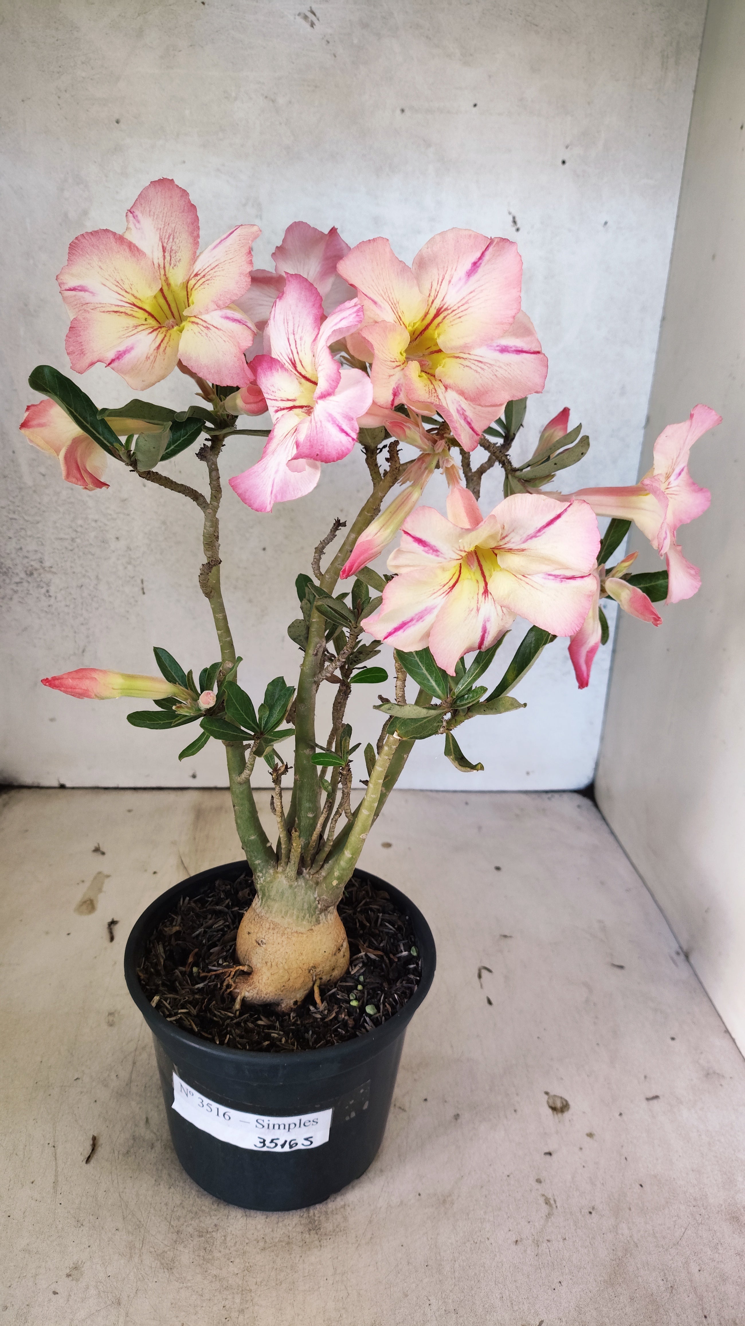 Planta Simples 3516 – 35cm – 03 anos