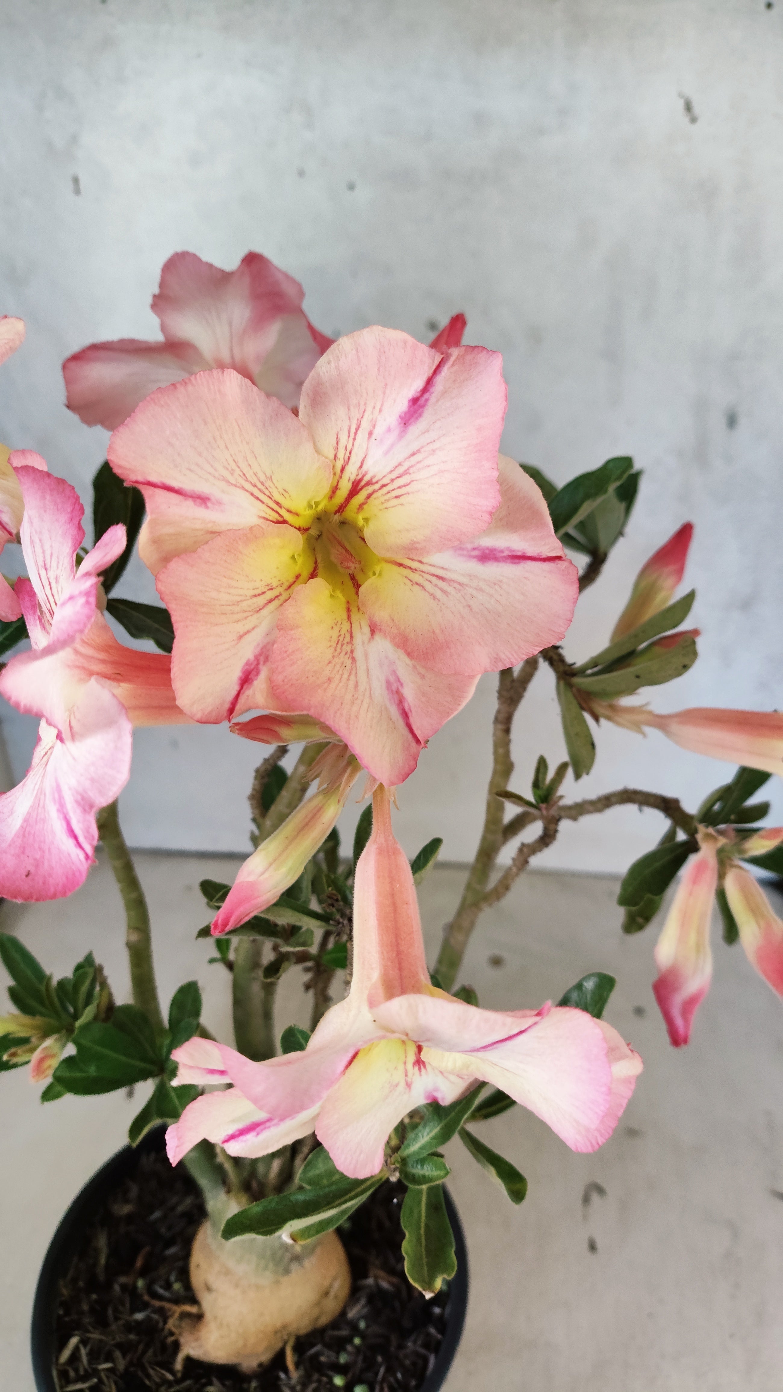 Planta Simples 3516 – 35cm – 03 anos