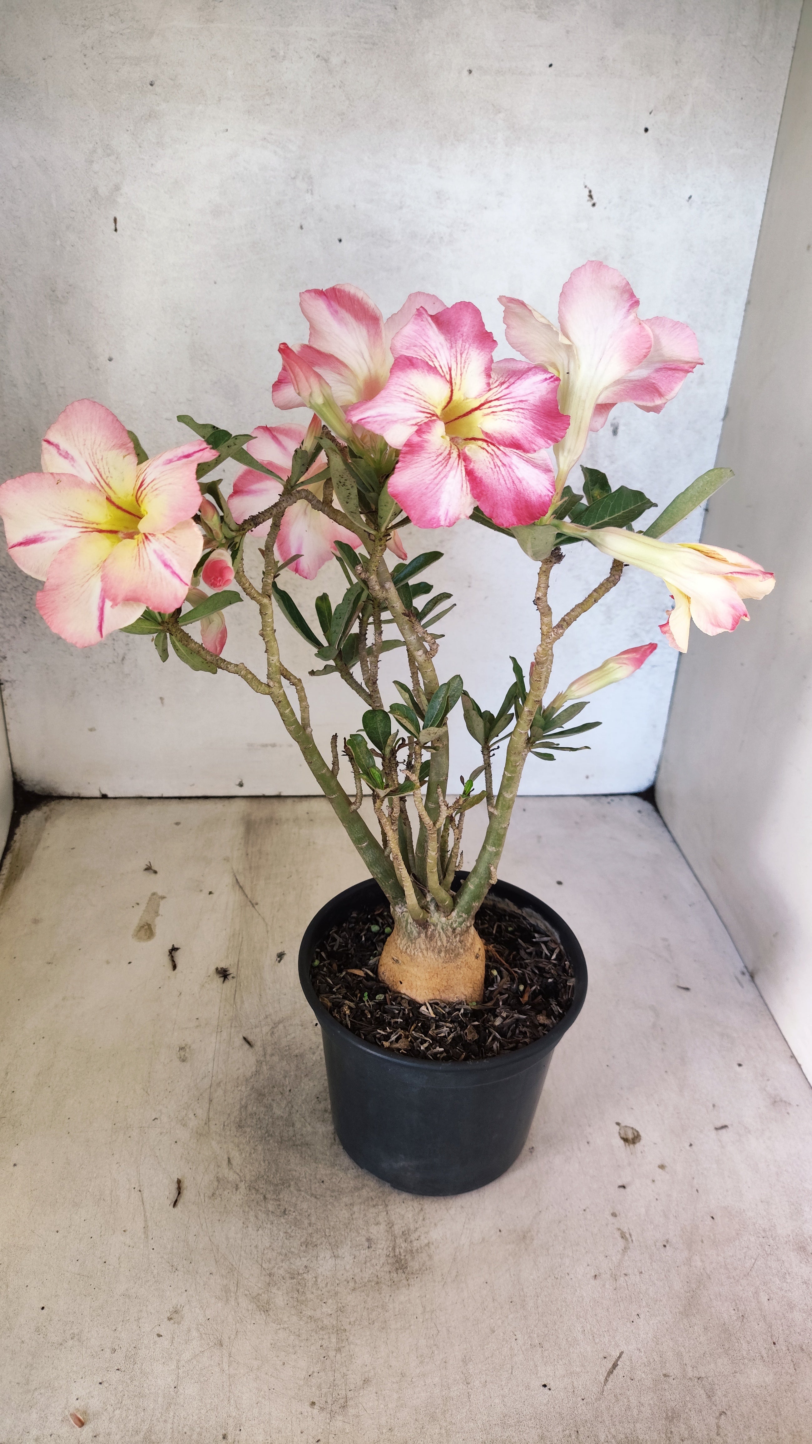 Planta Simples 3516 – 35cm – 03 anos