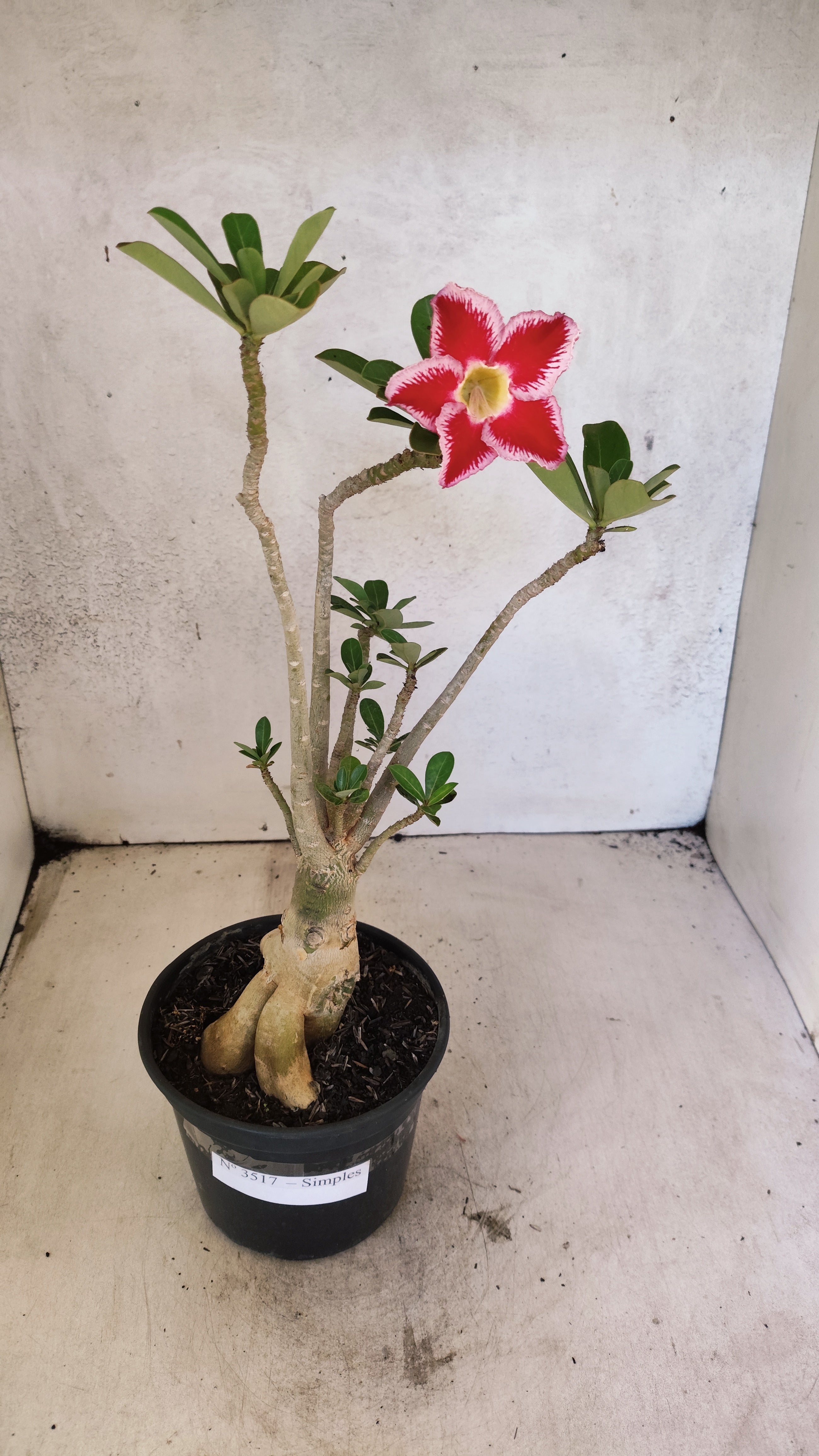 Planta Simples 3517 – 35cm – 03 anos