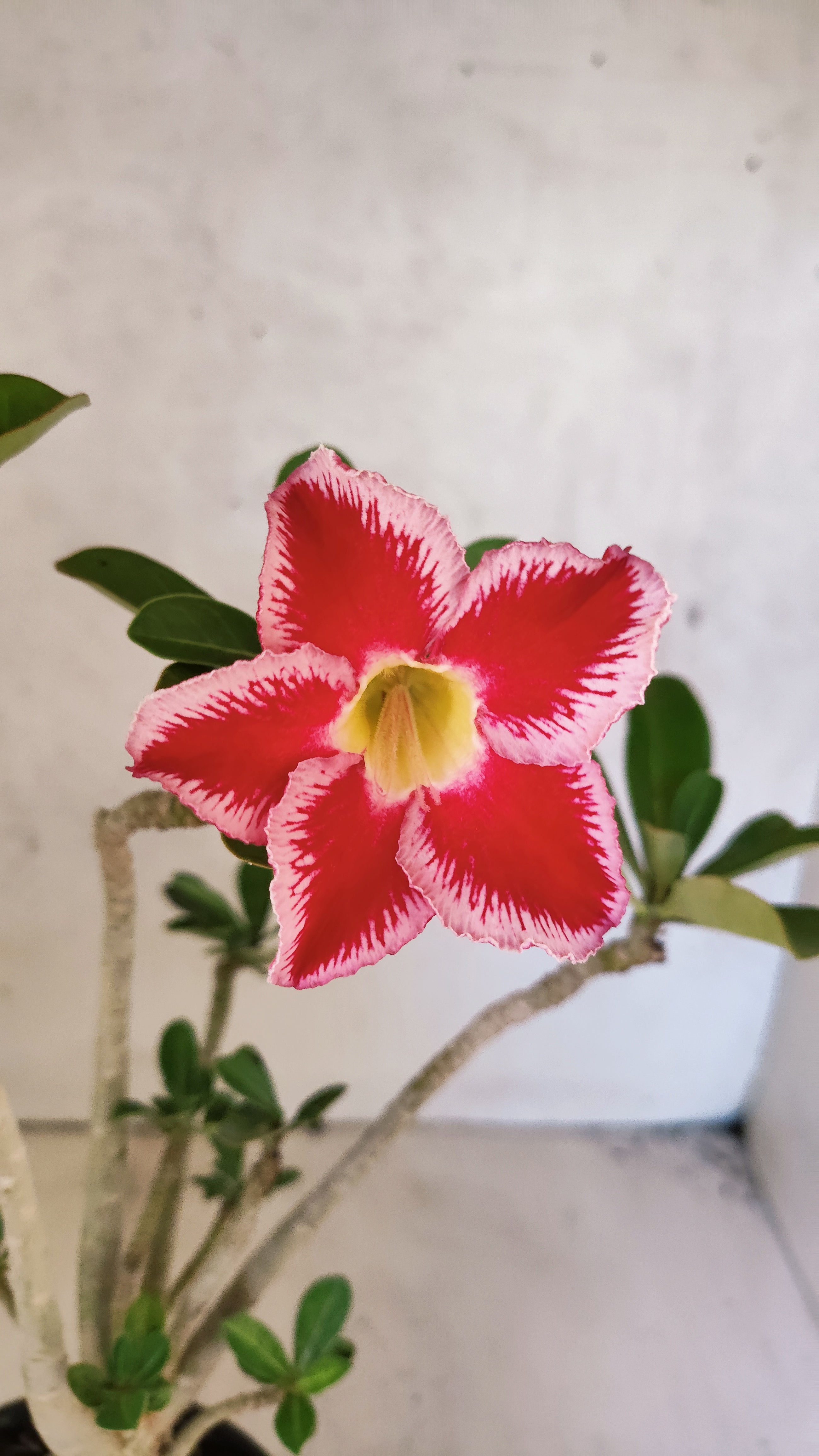Planta Simples 3517 – 35cm – 03 anos