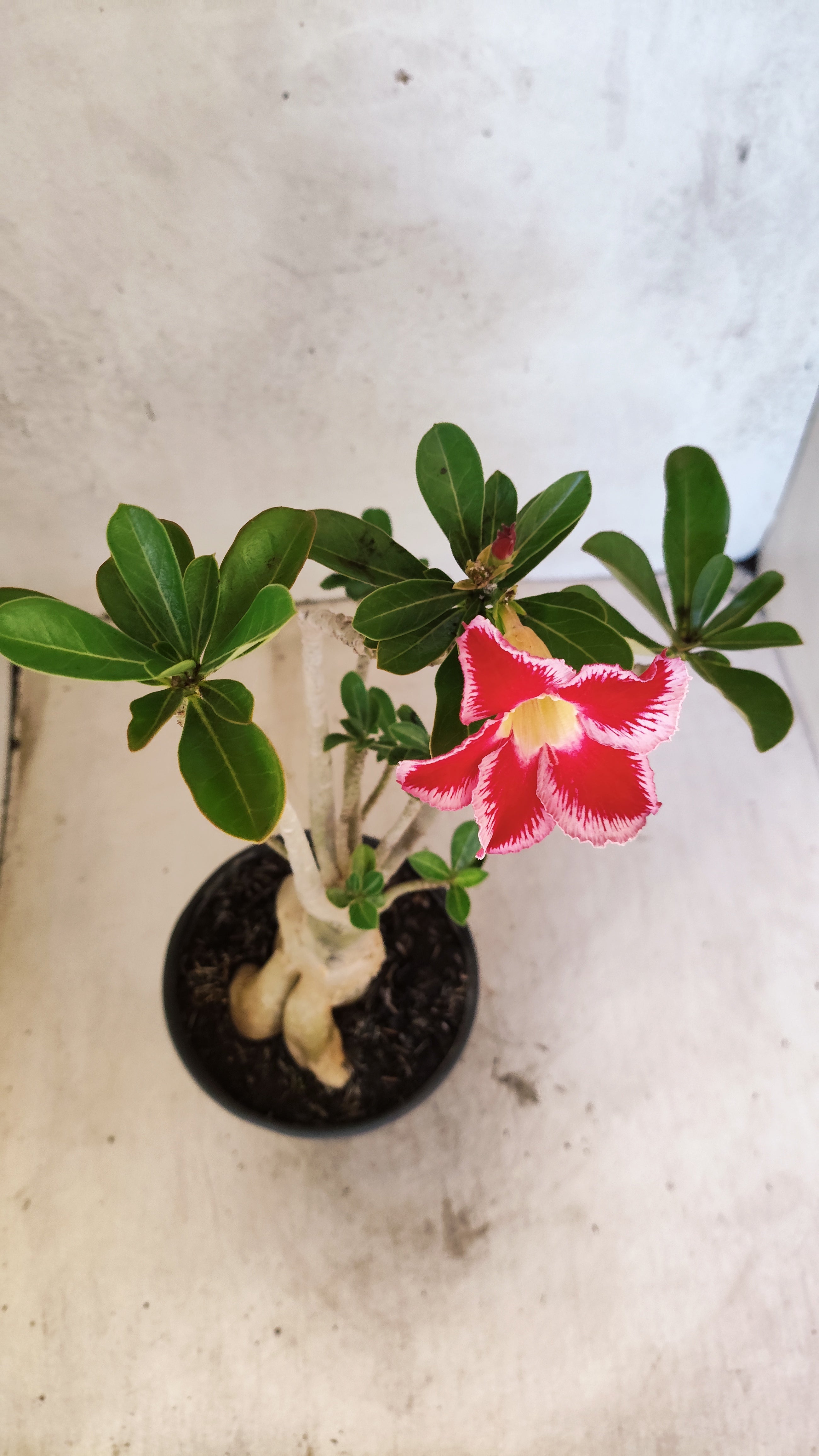 Planta Simples 3517 – 35cm – 03 anos
