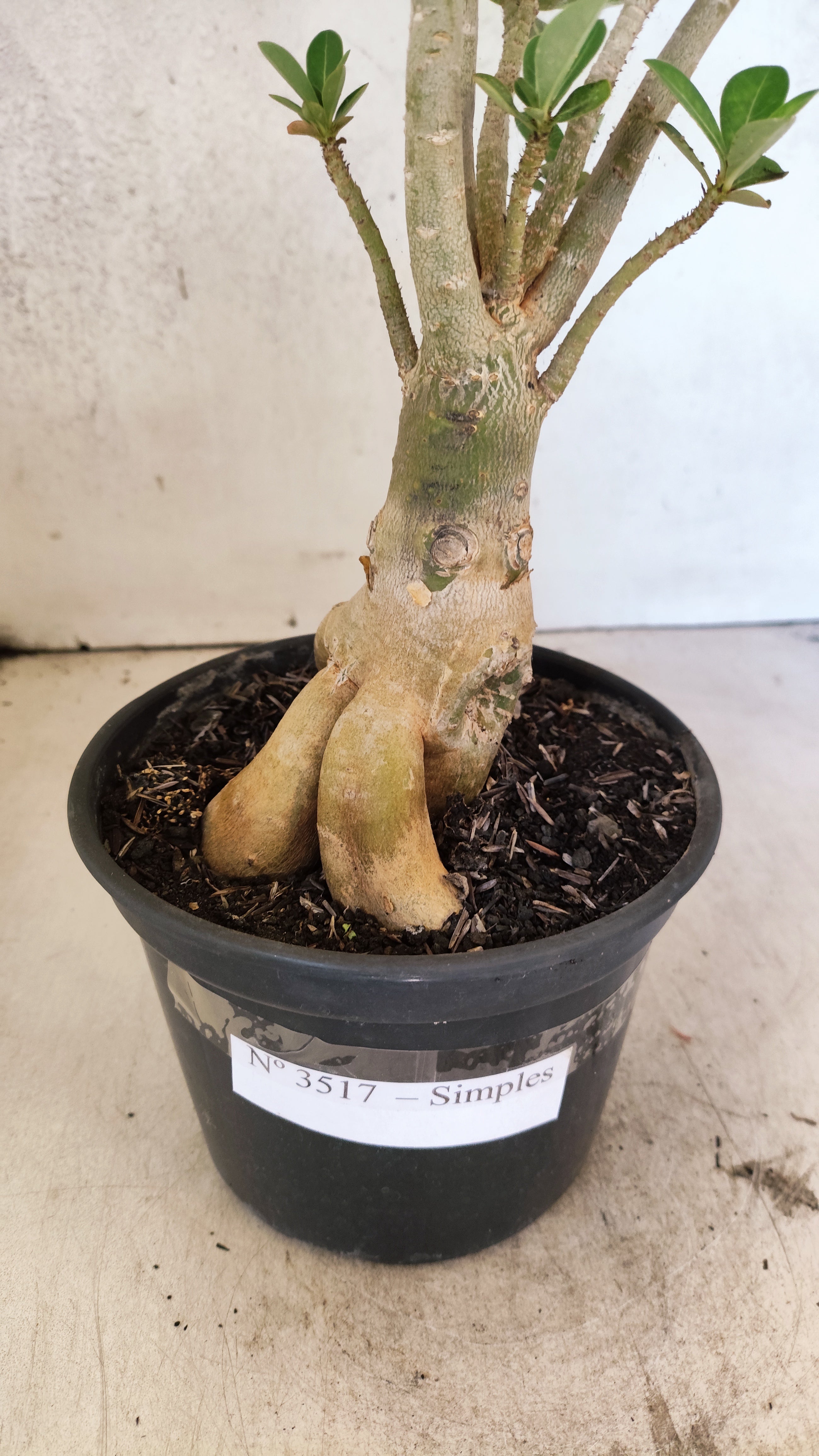 Planta Simples 3517 – 35cm – 03 anos