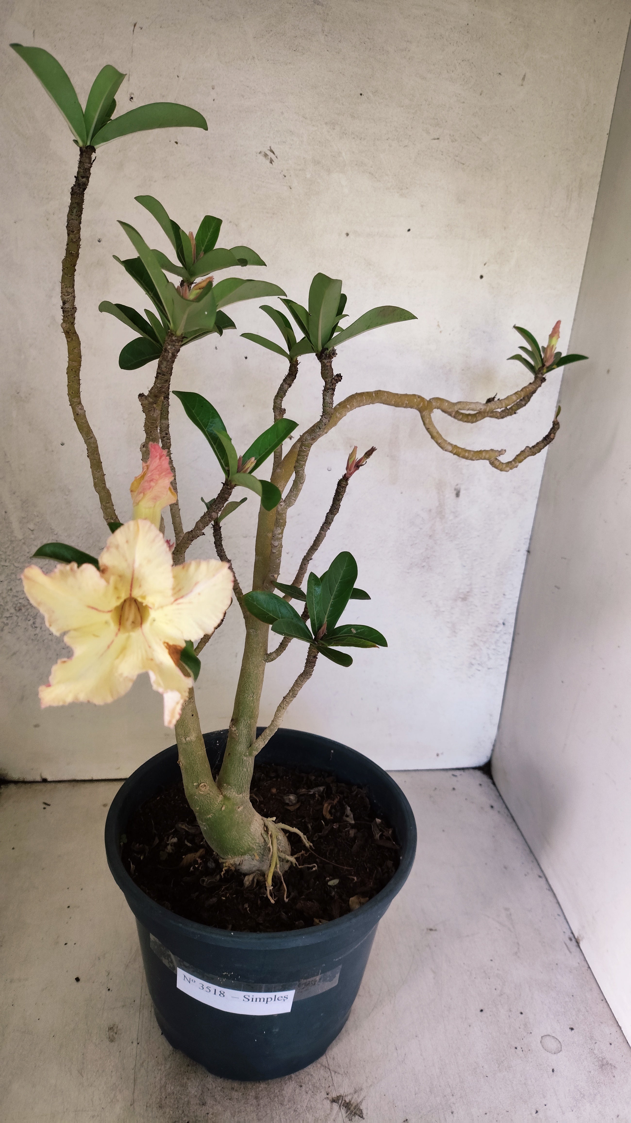 Planta Simples 3518 – 40cm – 03 anos