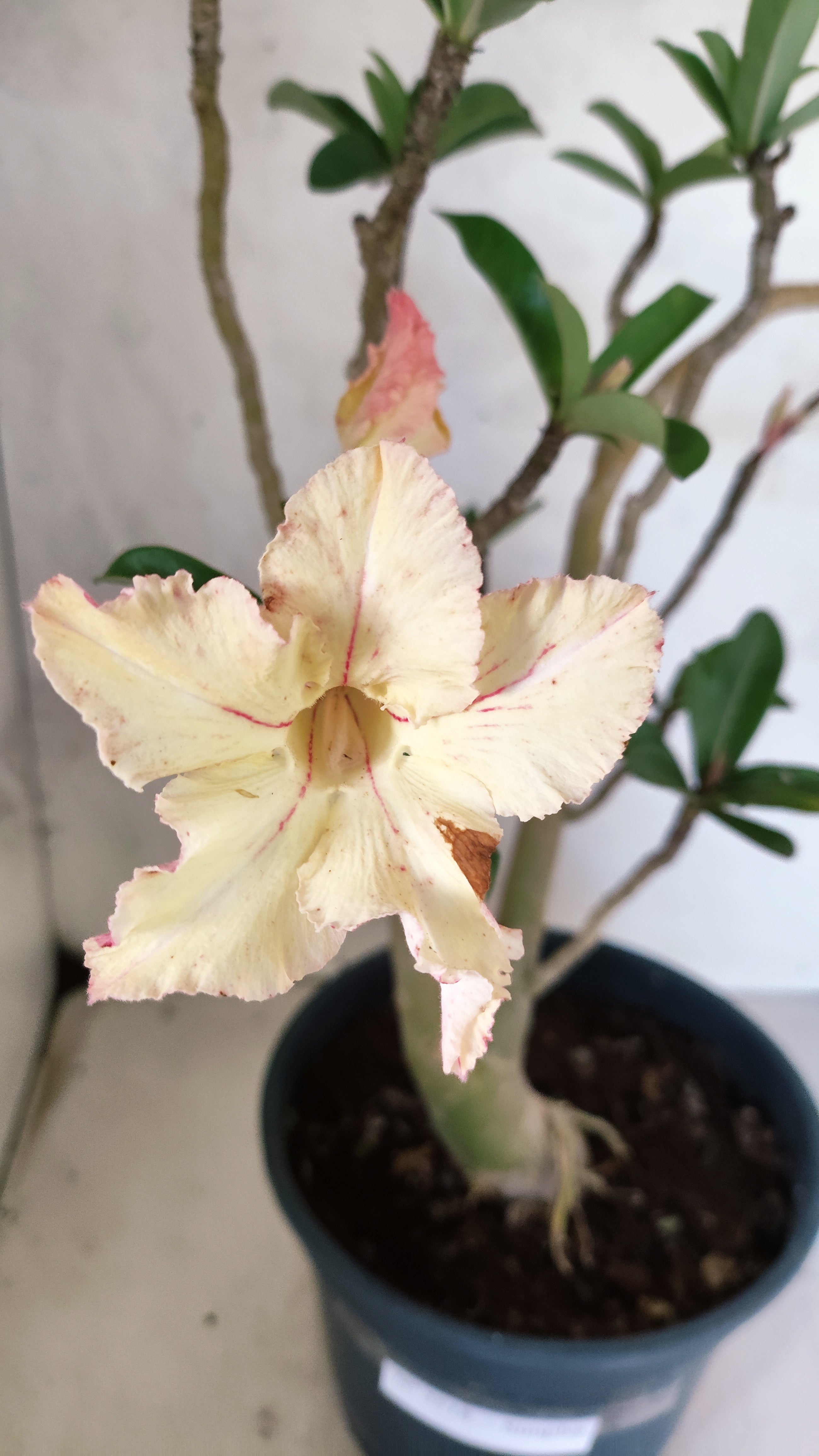 Planta Simples 3518 – 40cm – 03 anos