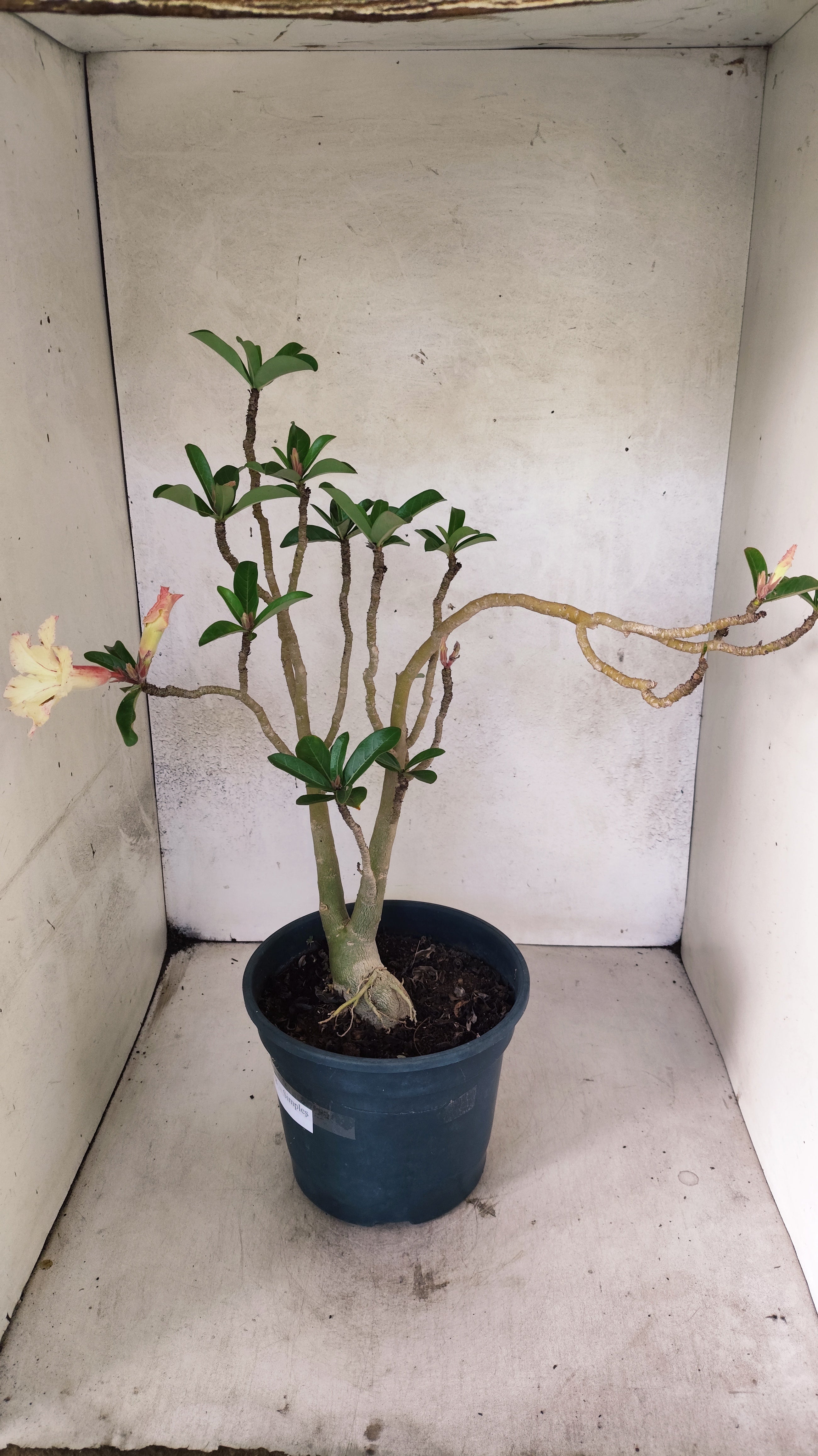 Planta Simples 3518 – 40cm – 03 anos