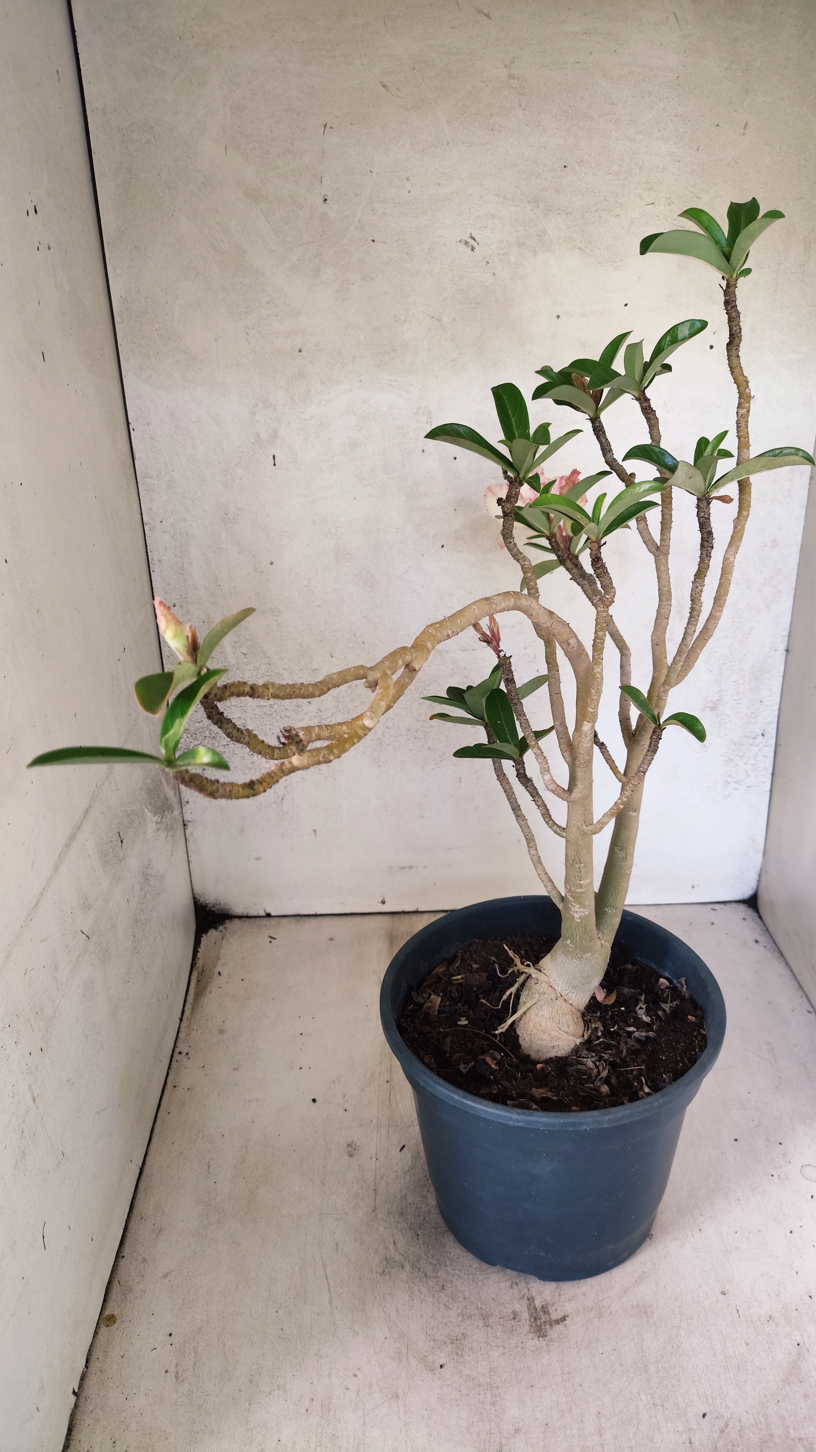 Planta Simples 3518 – 40cm – 03 anos