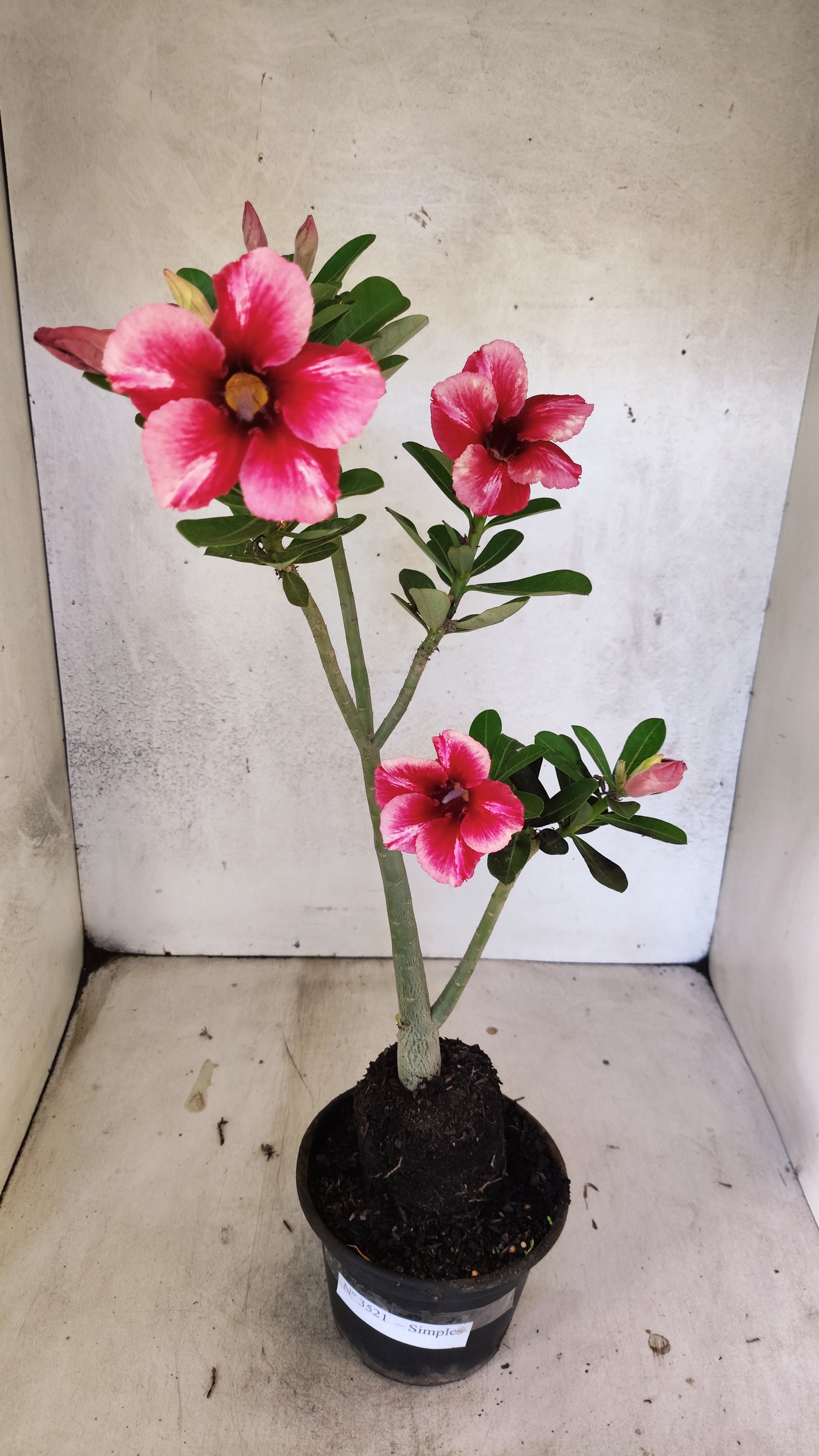 Planta Simples 3521 – 35cm – 02 anos