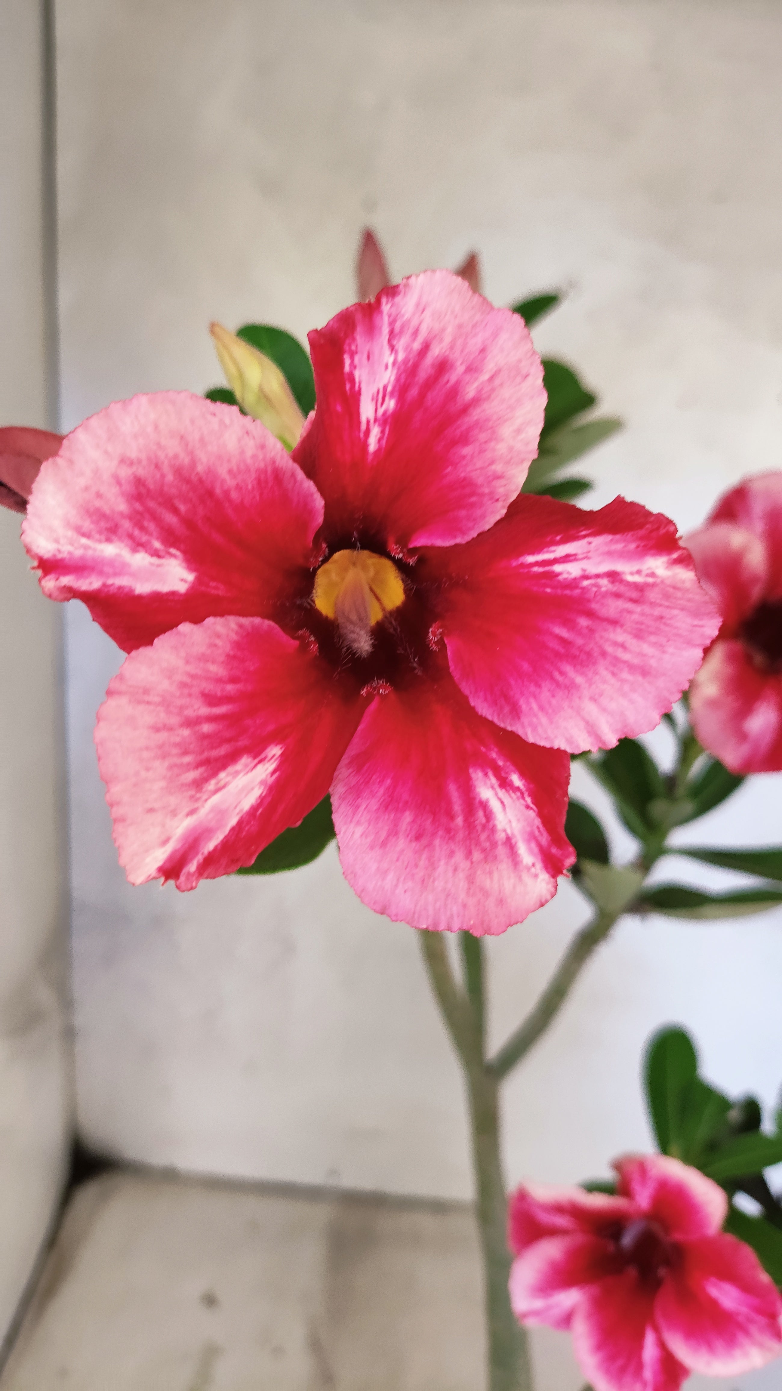 Planta Simples 3521 – 35cm – 02 anos