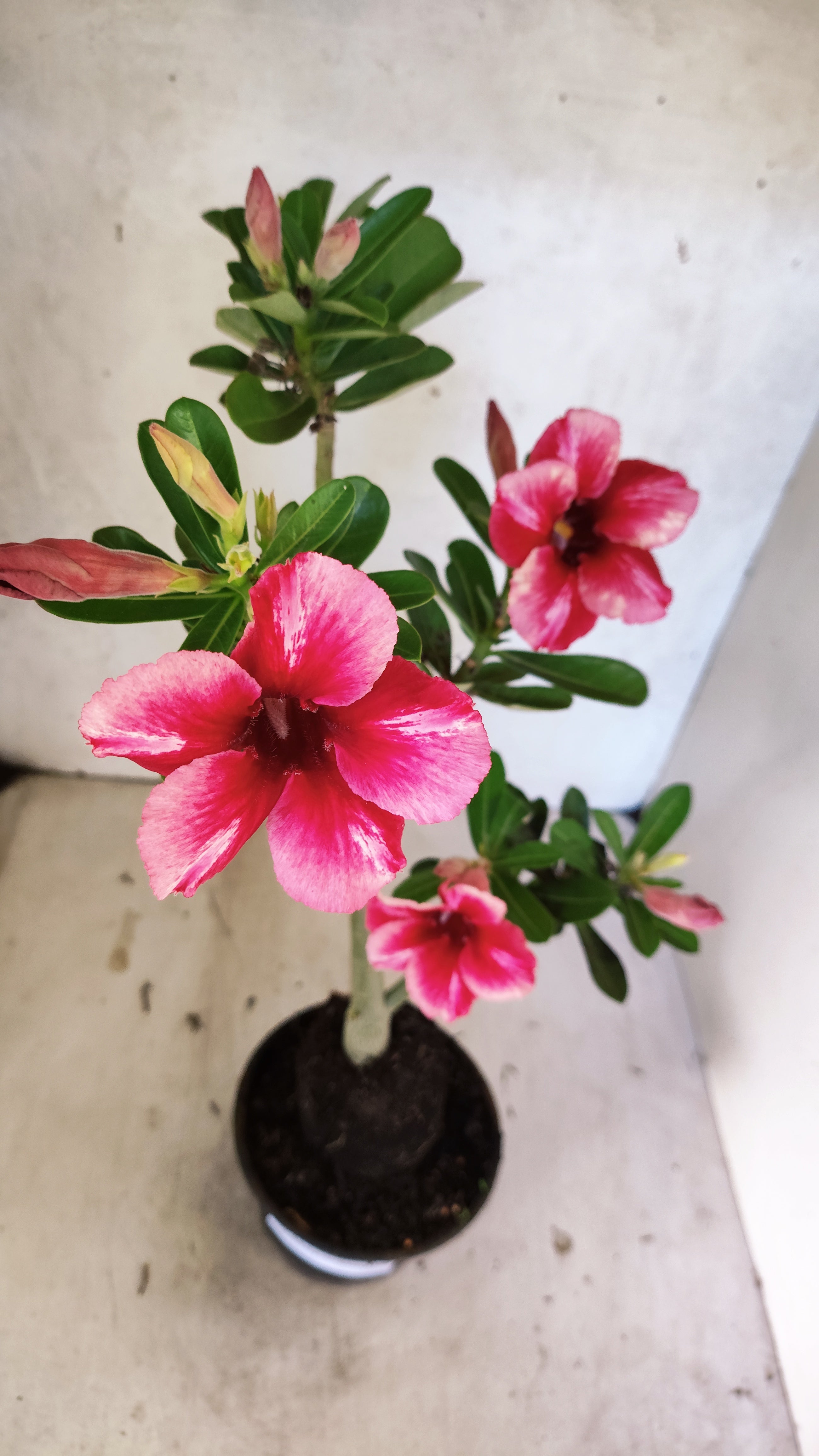 Planta Simples 3521 – 35cm – 02 anos