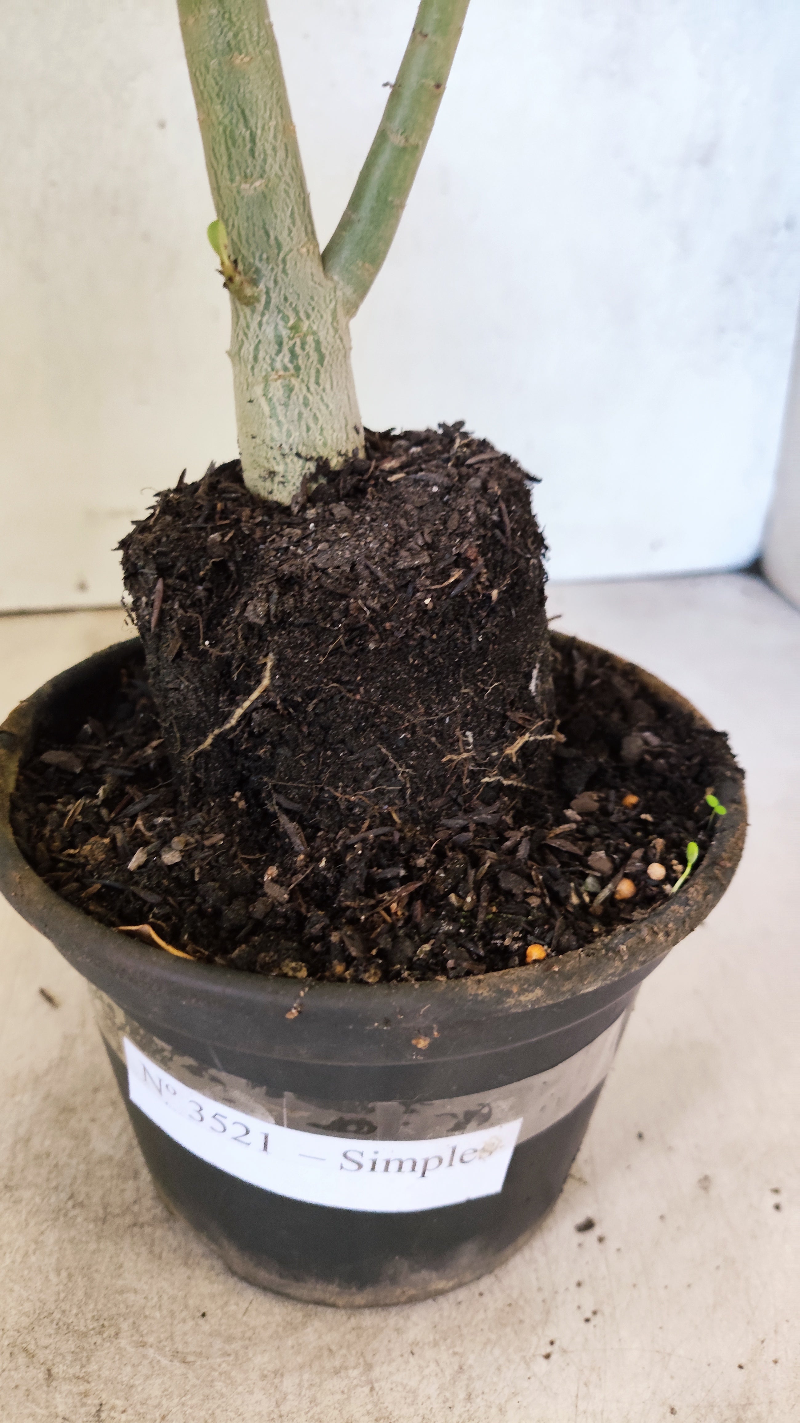 Planta Simples 3521 – 35cm – 02 anos