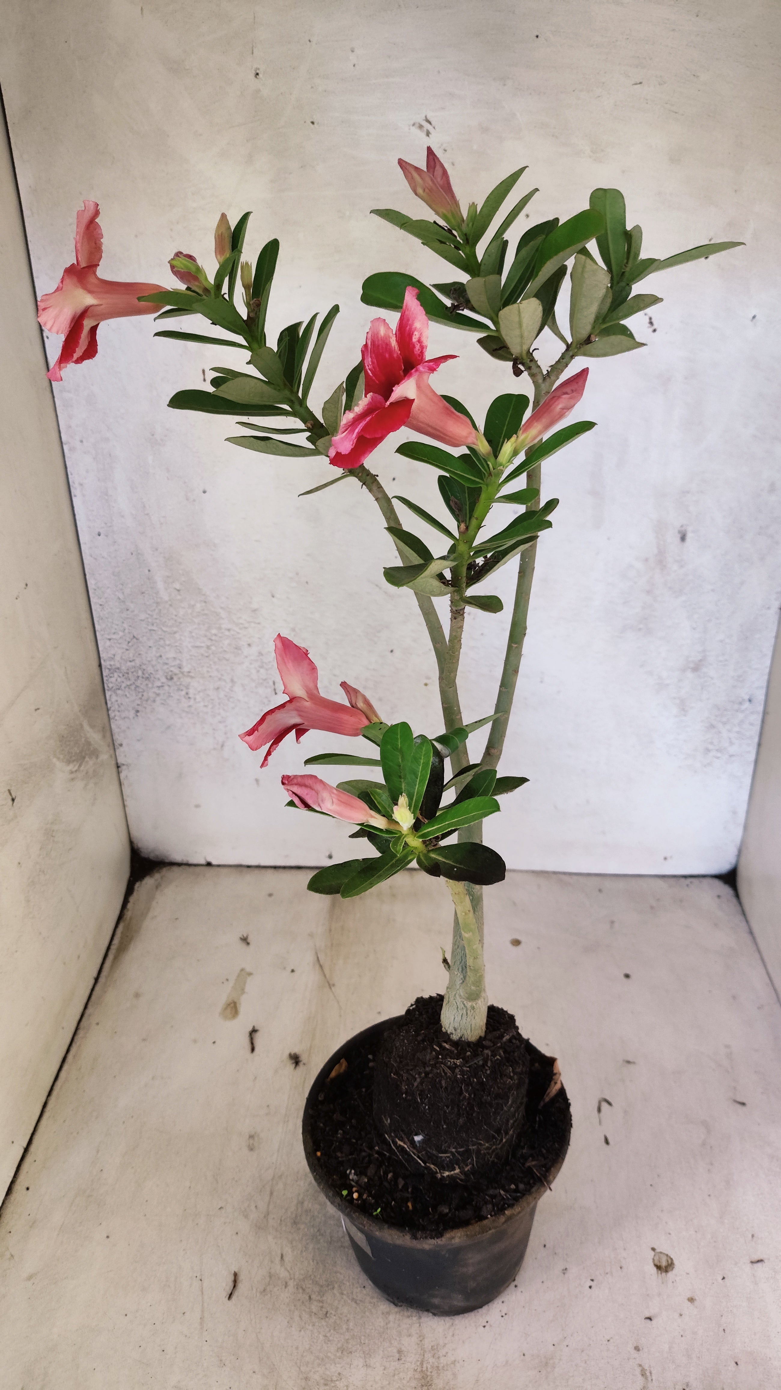 Planta Simples 3521 – 35cm – 02 anos