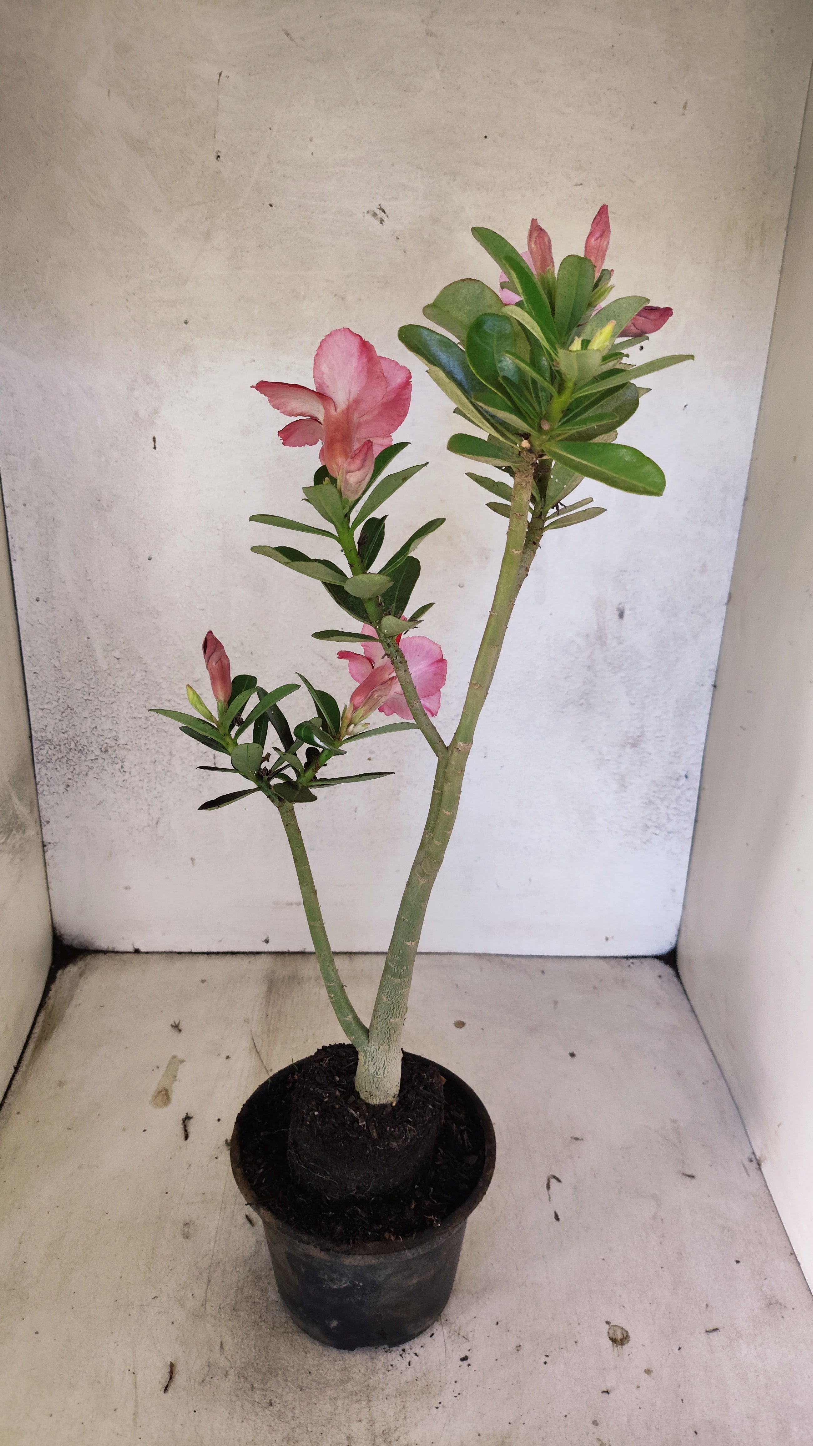 Planta Simples 3521 – 35cm – 02 anos