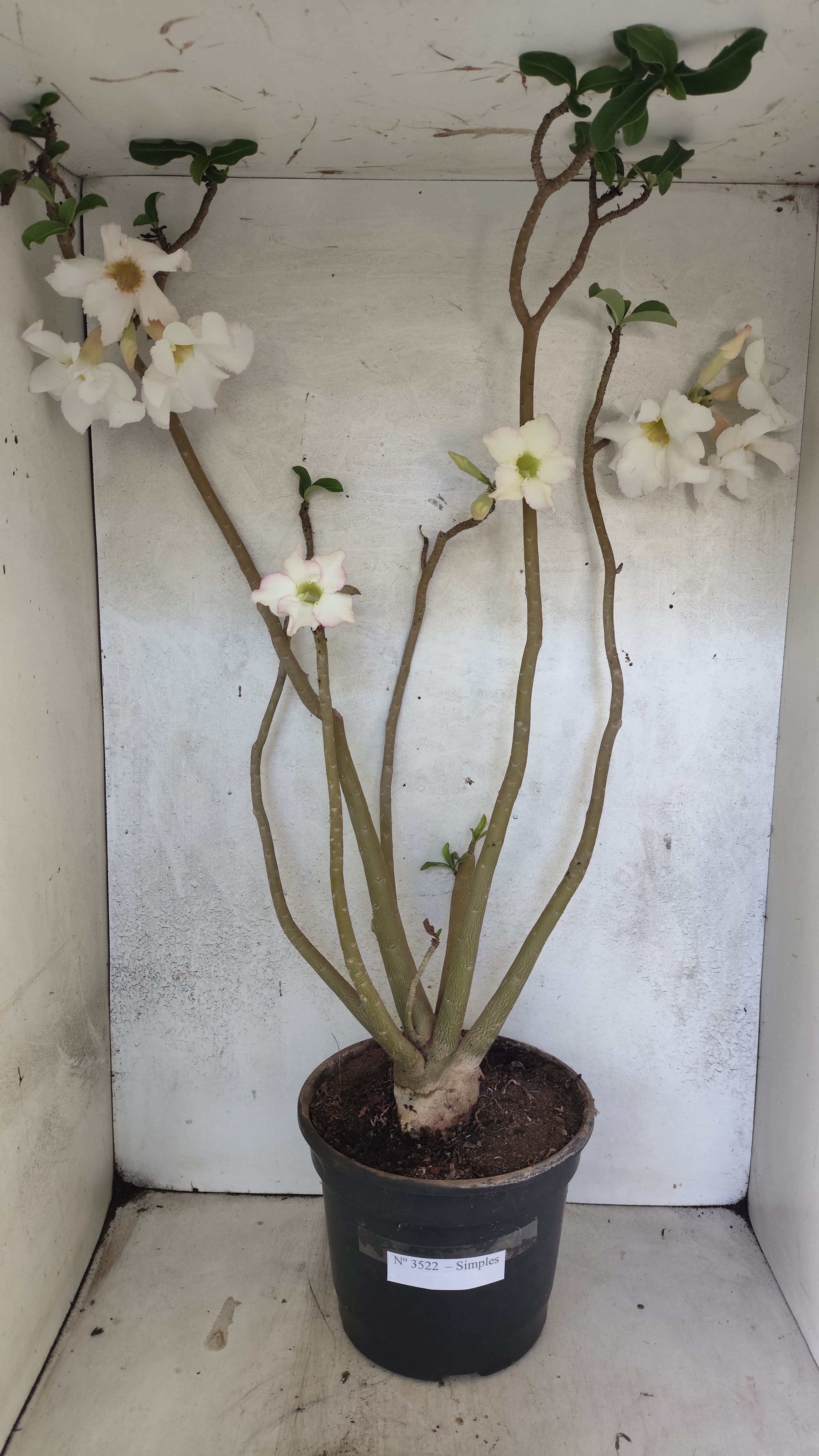 Planta Simples 3522 – 60cm – 04 anos