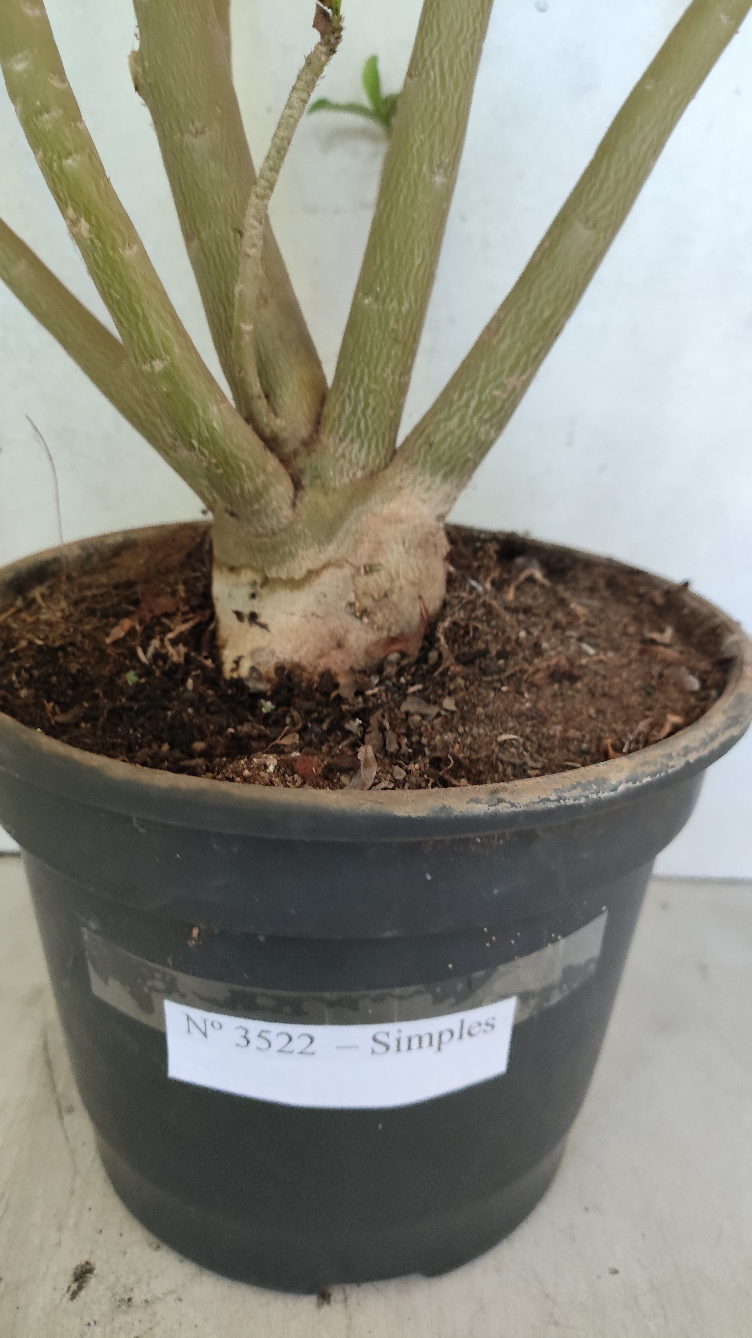 Planta Simples 3522 – 60cm – 04 anos