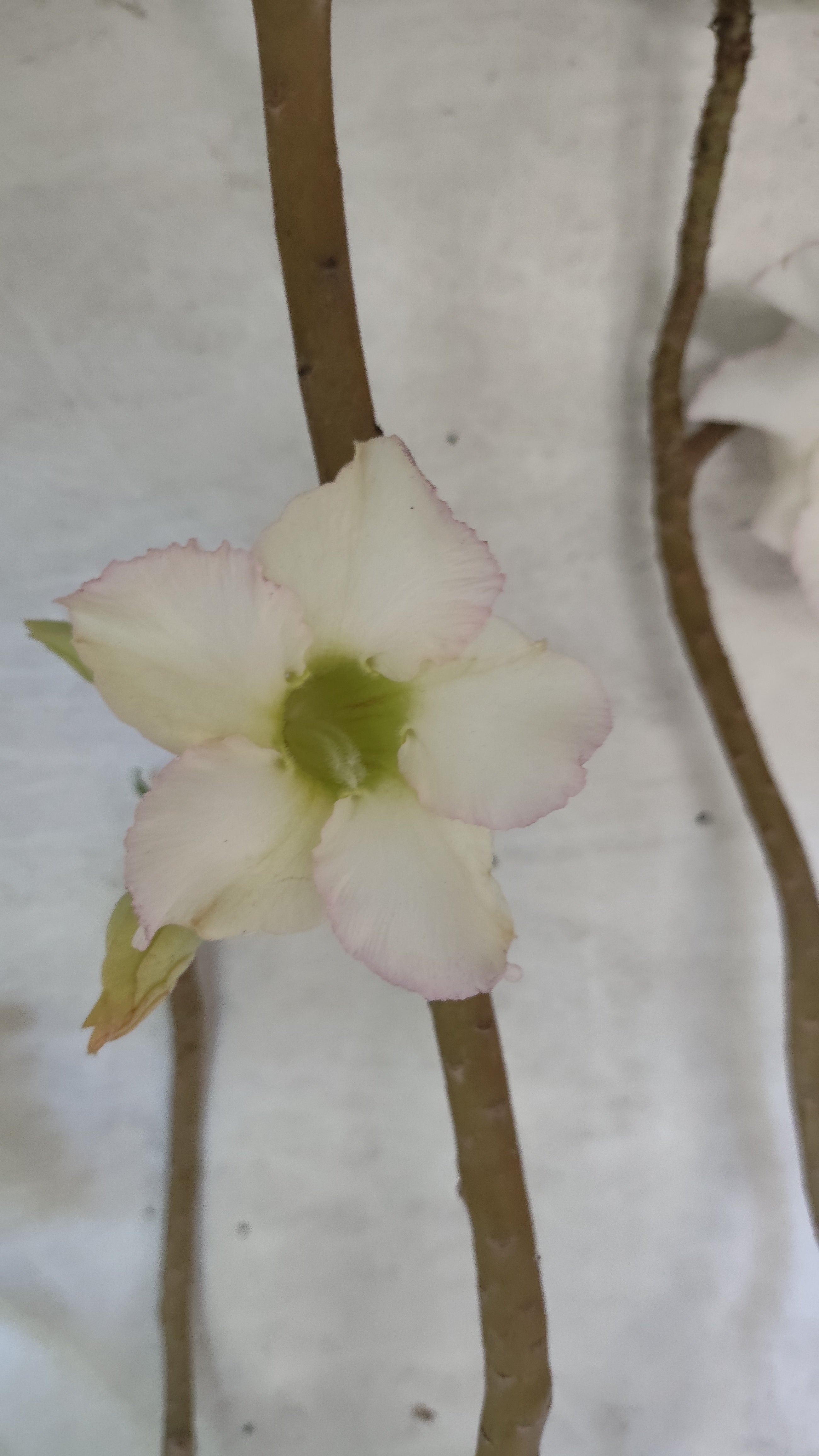 Planta Simples 3522 – 60cm – 04 anos