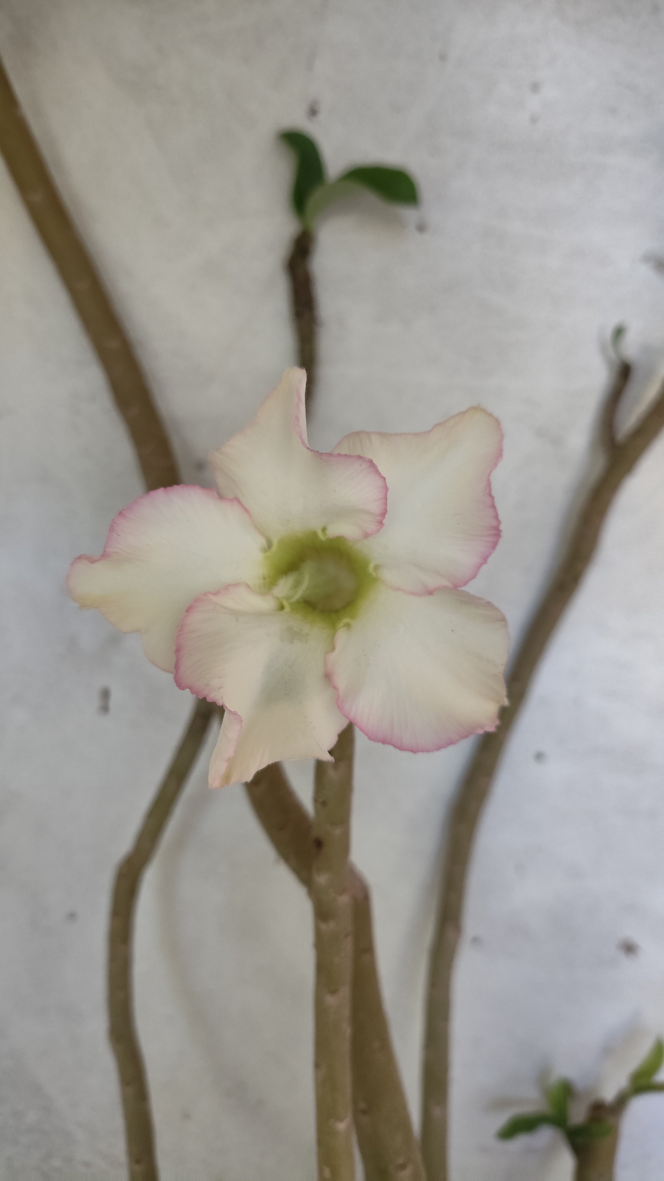 Planta Simples 3522 – 60cm – 04 anos