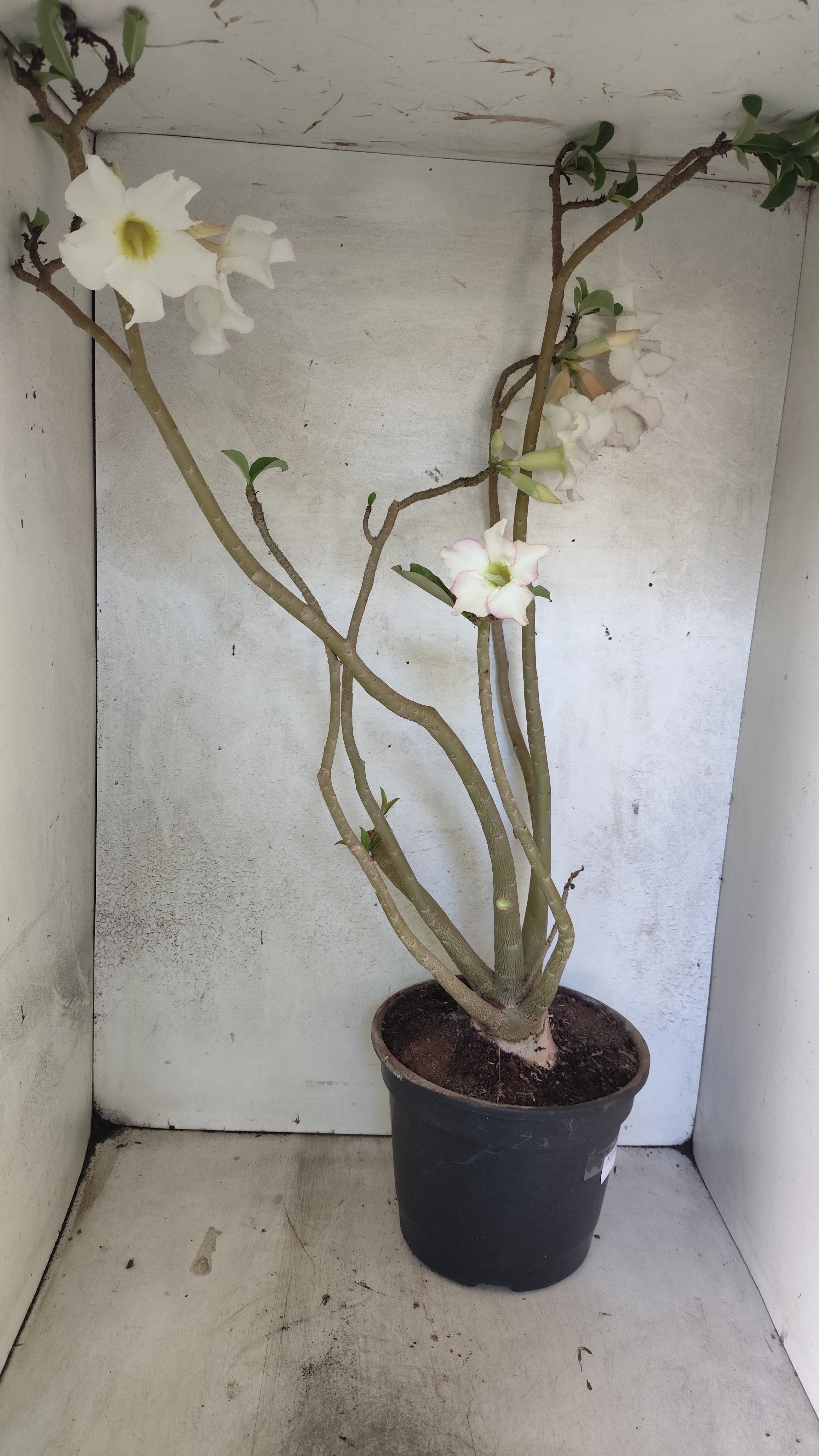 Planta Simples 3522 – 60cm – 04 anos