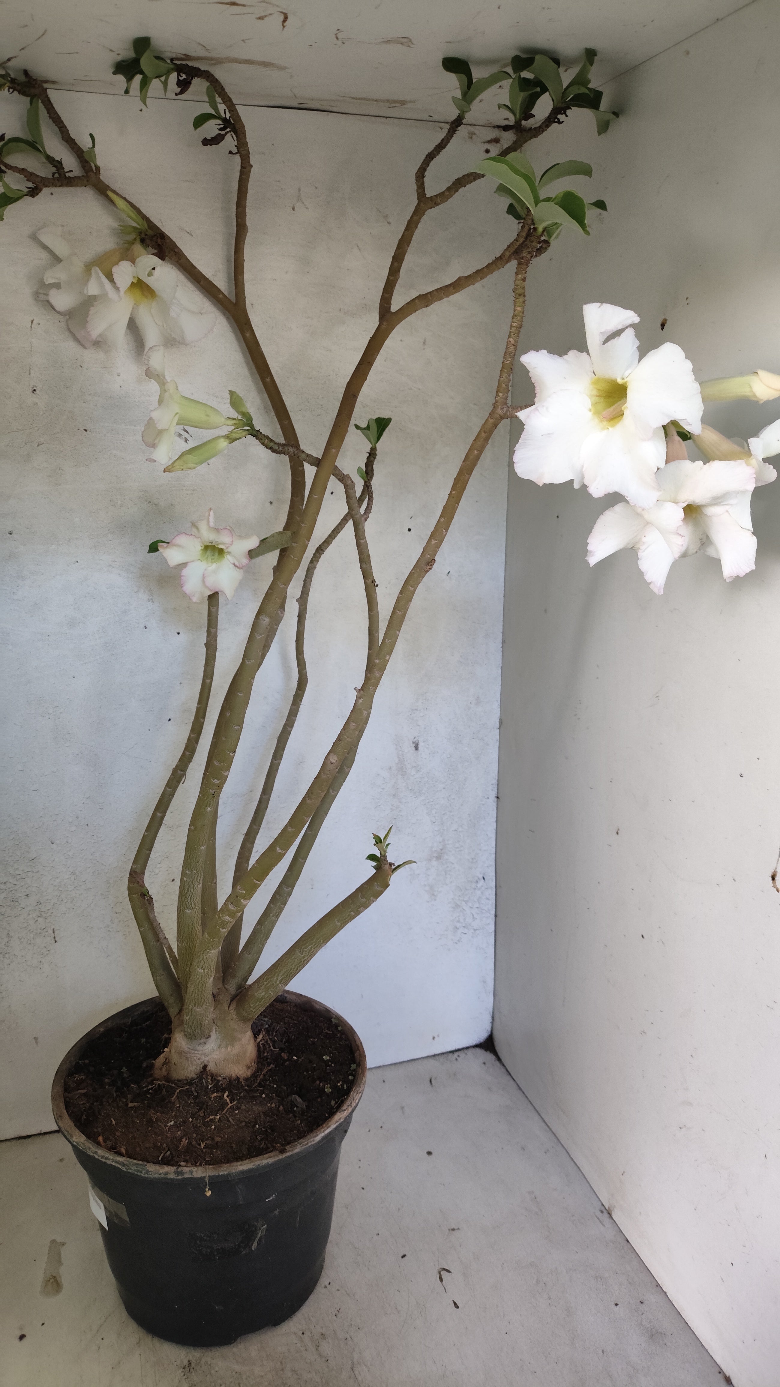 Planta Simples 3522 – 60cm – 04 anos