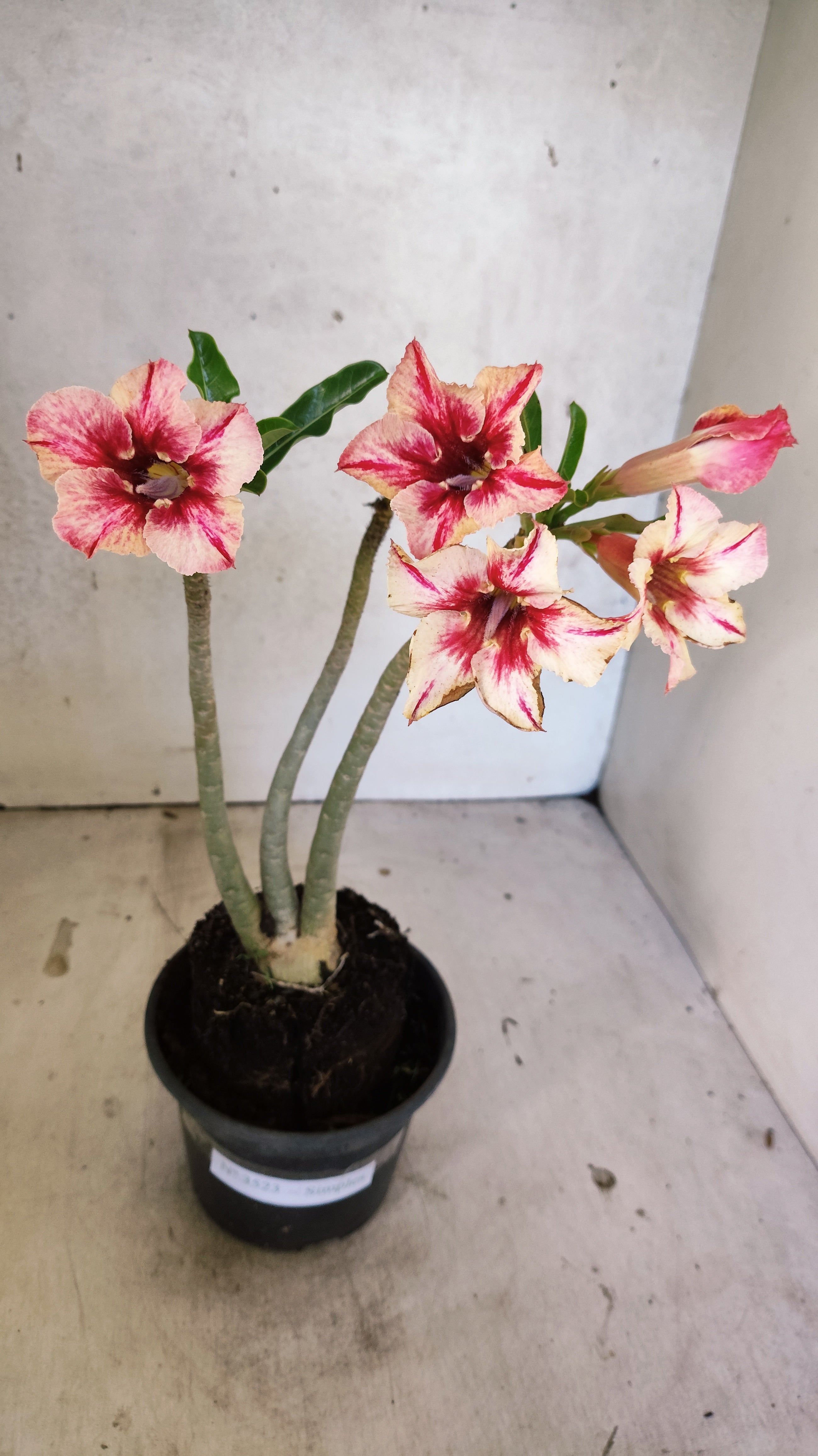 Planta Simples 3523 – 30cm – 02 anos