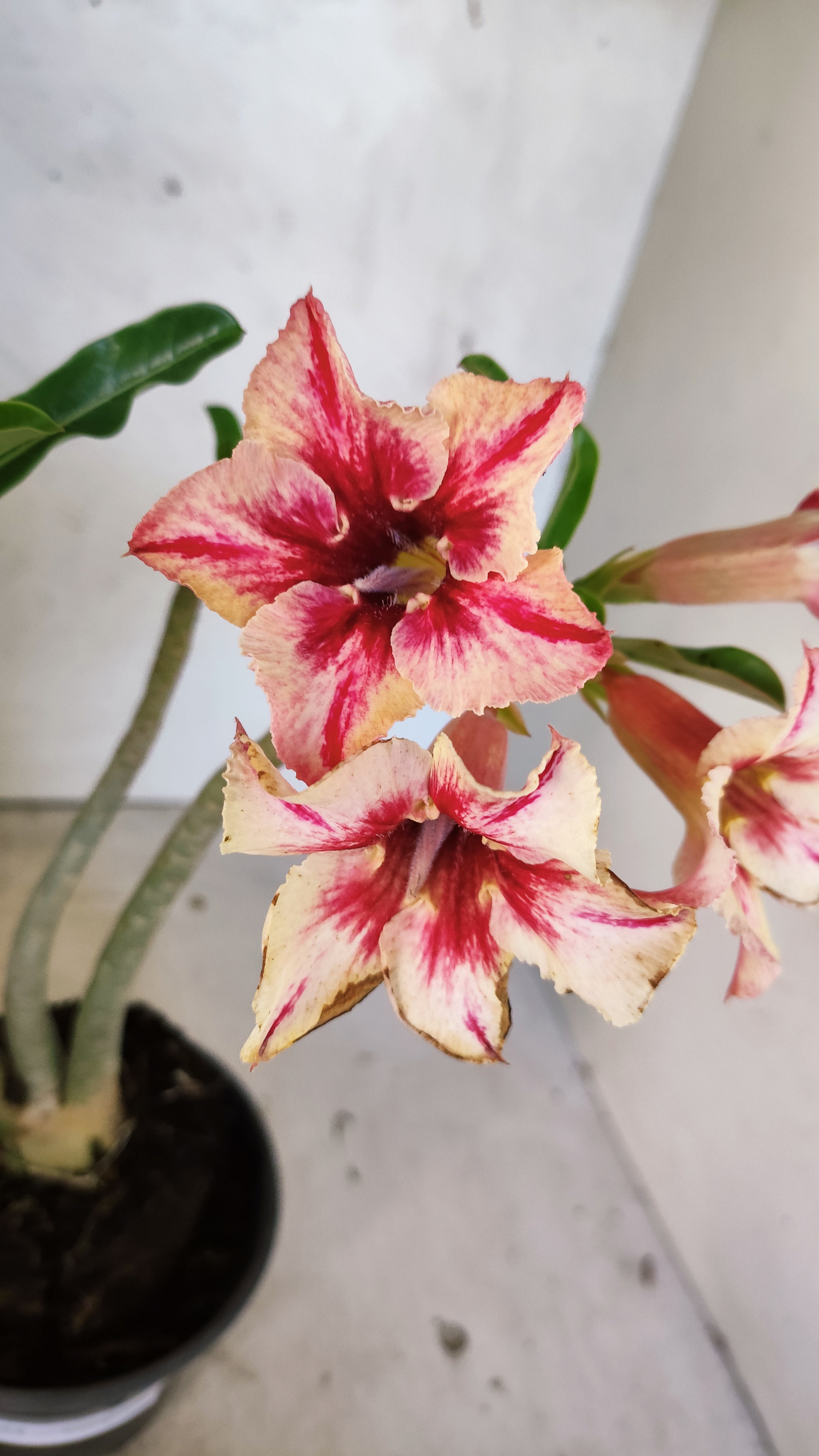 Planta Simples 3523 – 30cm – 02 anos
