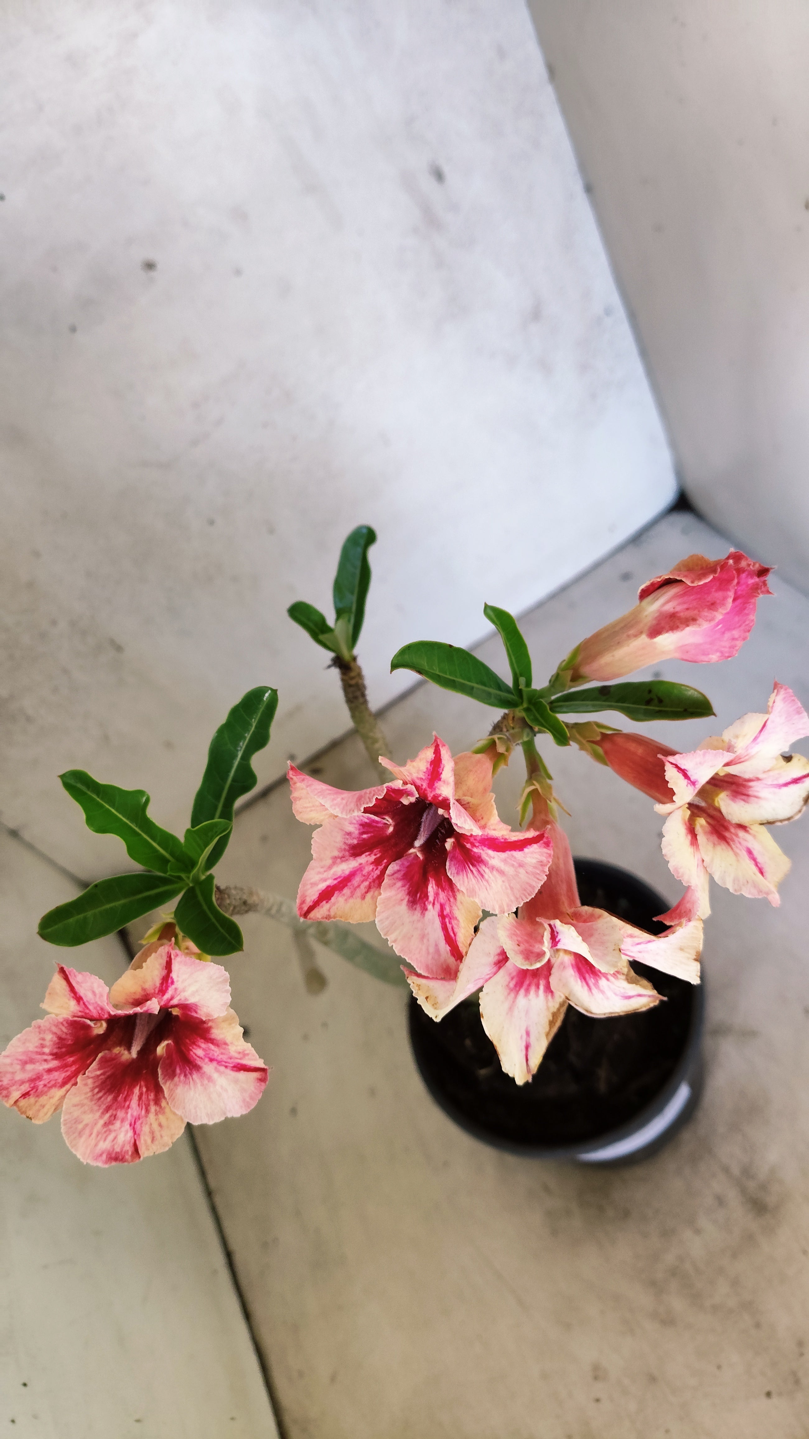 Planta Simples 3523 – 30cm – 02 anos