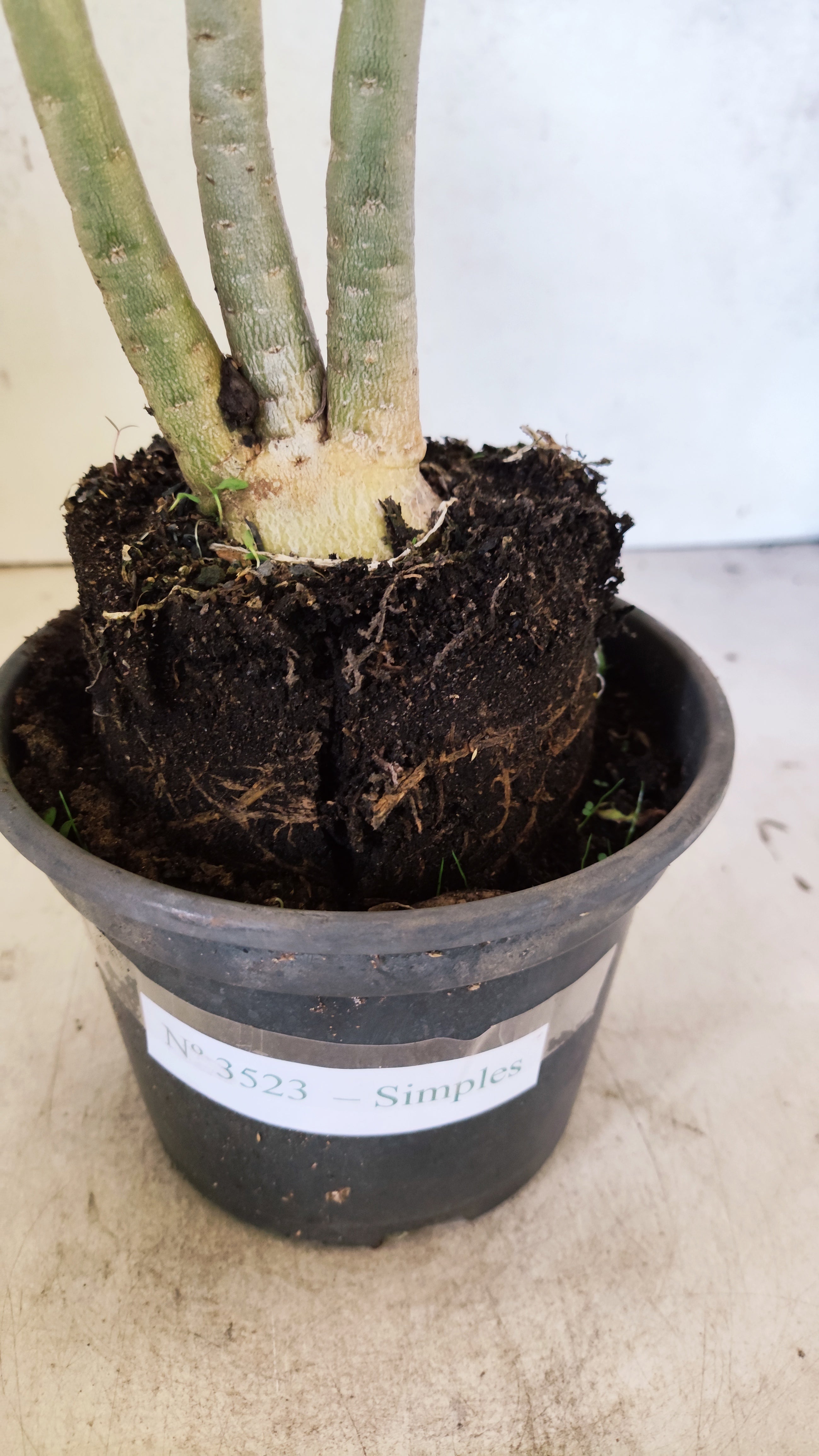 Planta Simples 3523 – 30cm – 02 anos