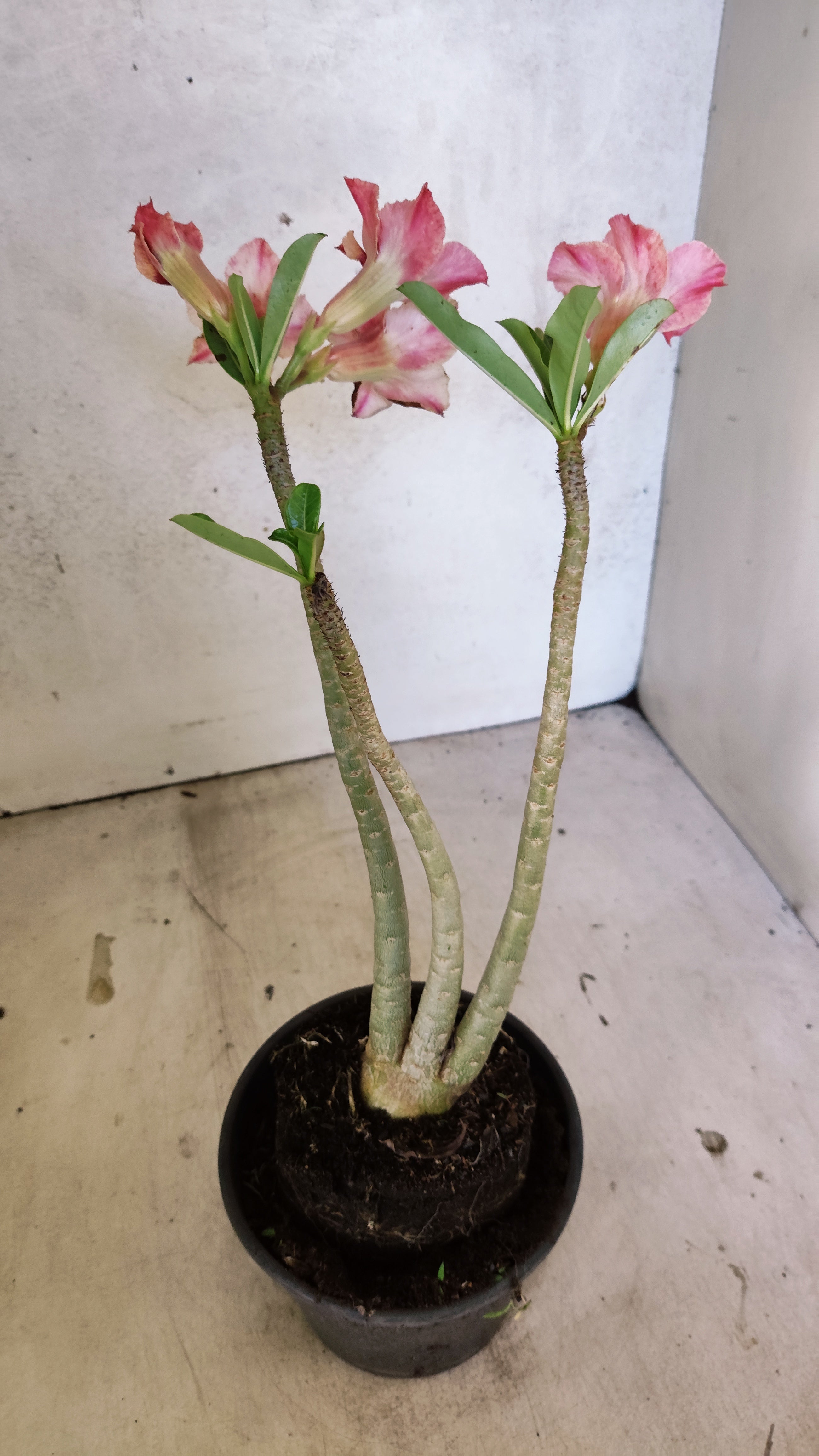 Planta Simples 3523 – 30cm – 02 anos